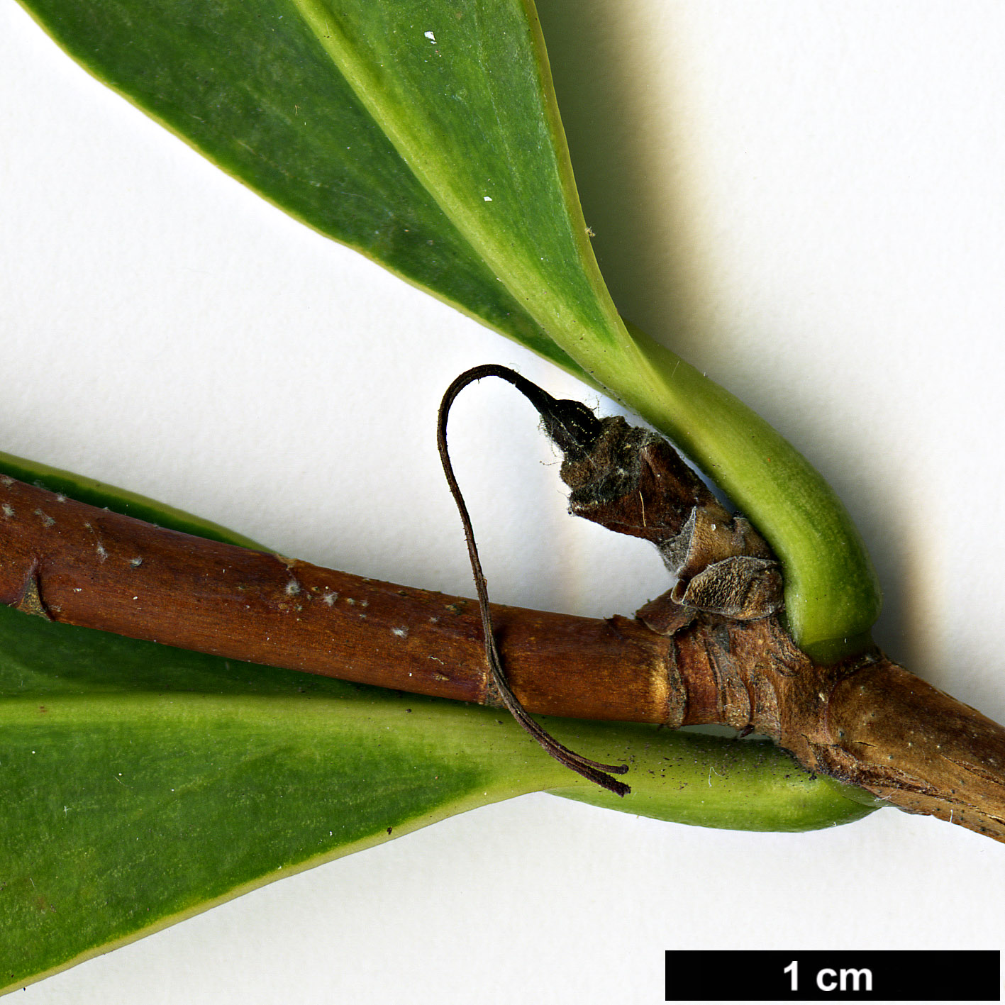 High resolution image: Family: Theaceae - Genus: Camellia - Taxon: azalea