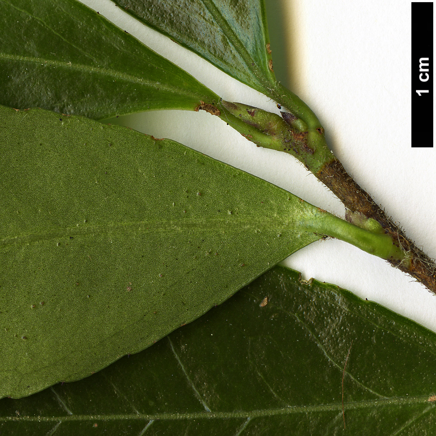 High resolution image: Family: Theaceae - Genus: Camellia - Taxon: brevistyla