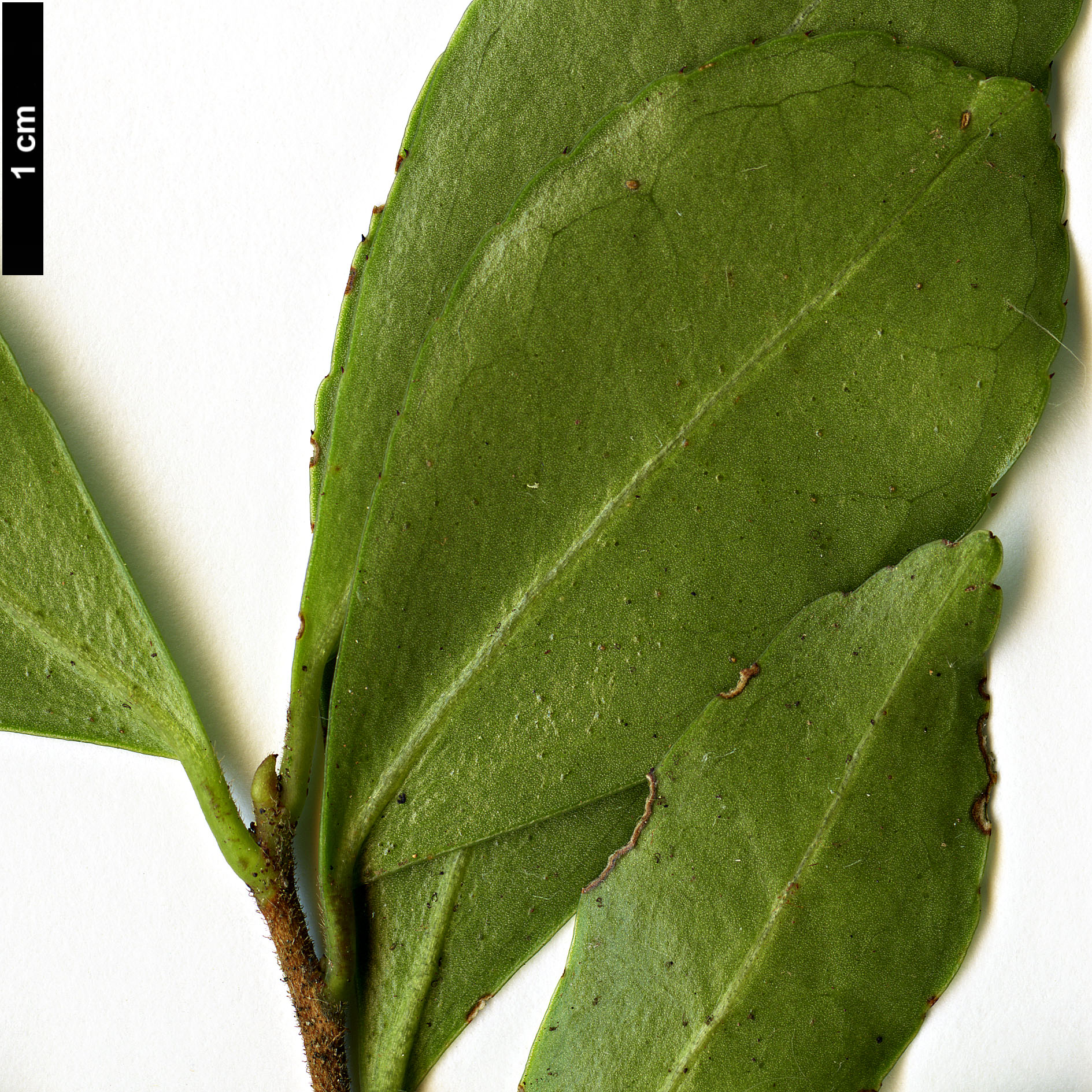 High resolution image: Family: Theaceae - Genus: Camellia - Taxon: brevistyla