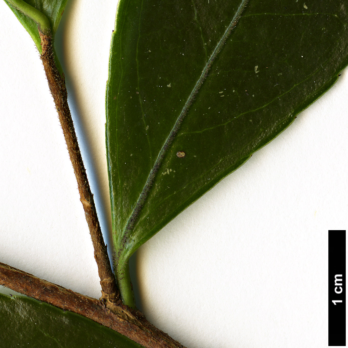 High resolution image: Family: Theaceae - Genus: Camellia - Taxon: brevistyla