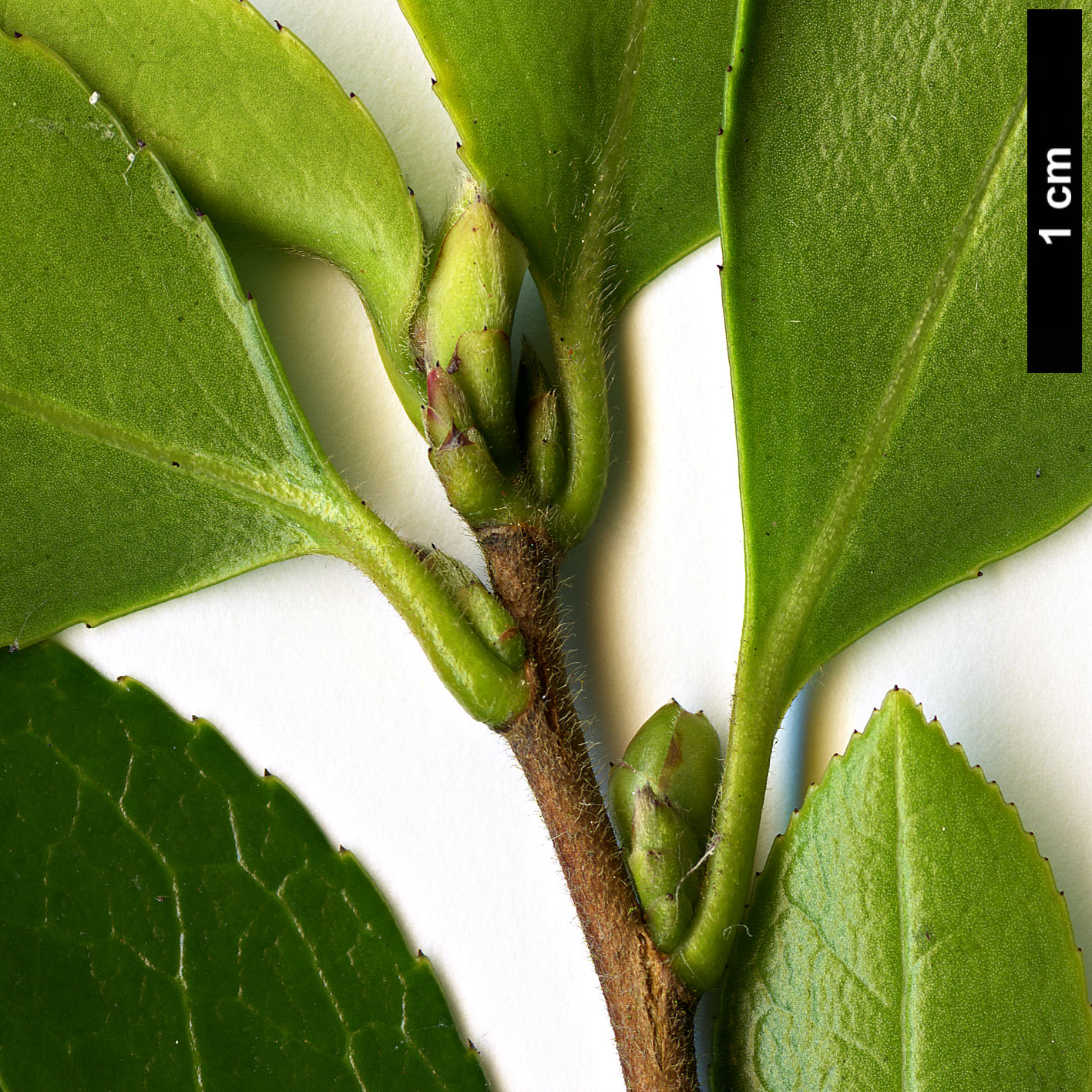 High resolution image: Family: Theaceae - Genus: Camellia - Taxon: brevistyla