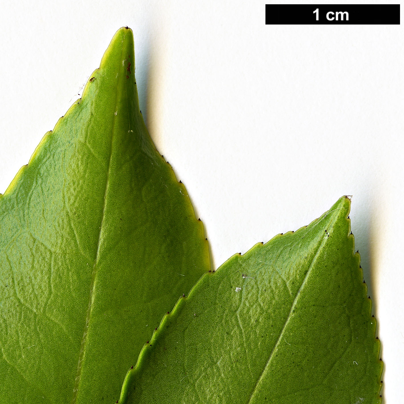 High resolution image: Family: Theaceae - Genus: Camellia - Taxon: brevistyla