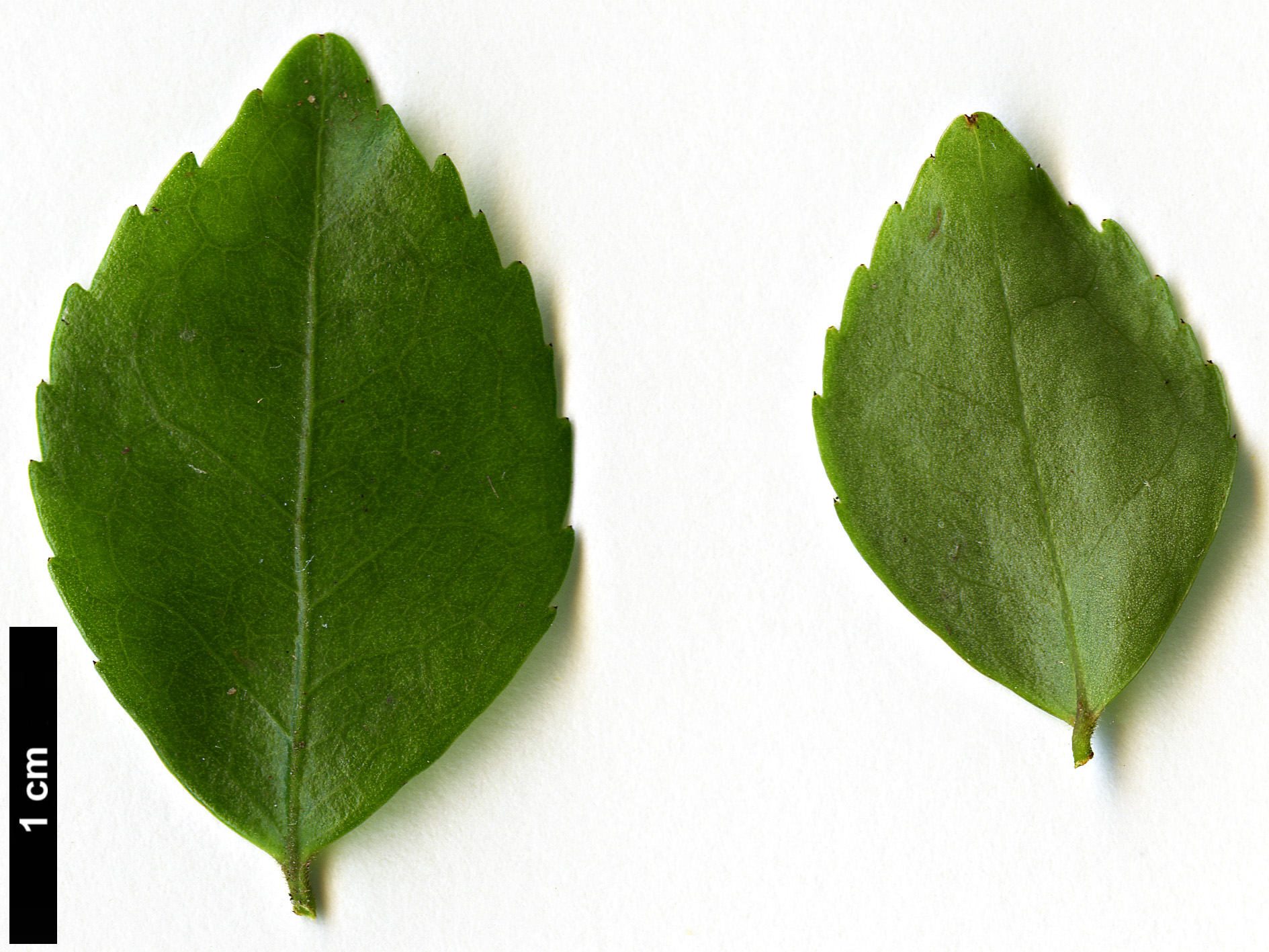 High resolution image: Family: Theaceae - Genus: Camellia - Taxon: costei
