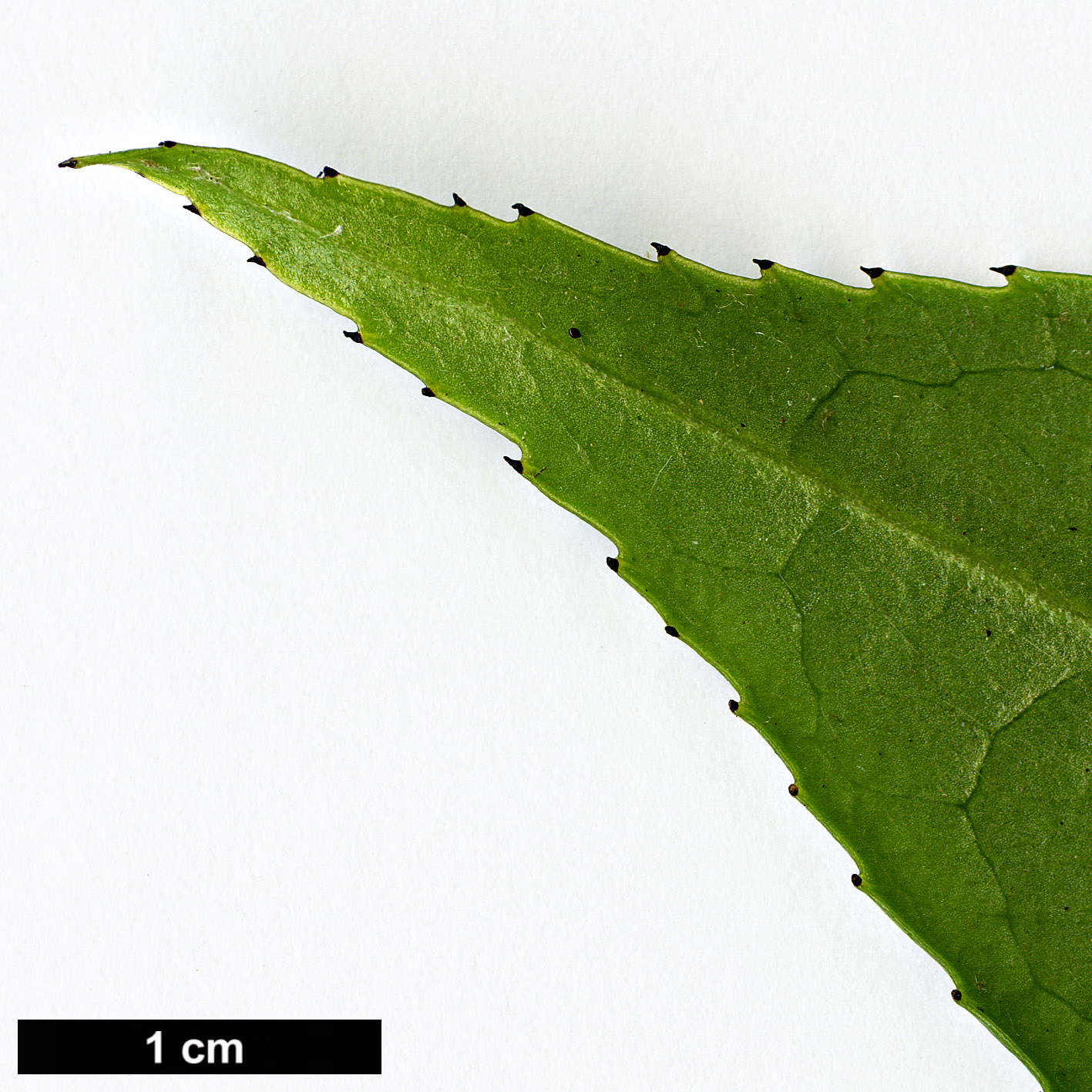 High resolution image: Family: Theaceae - Genus: Camellia - Taxon: edithae