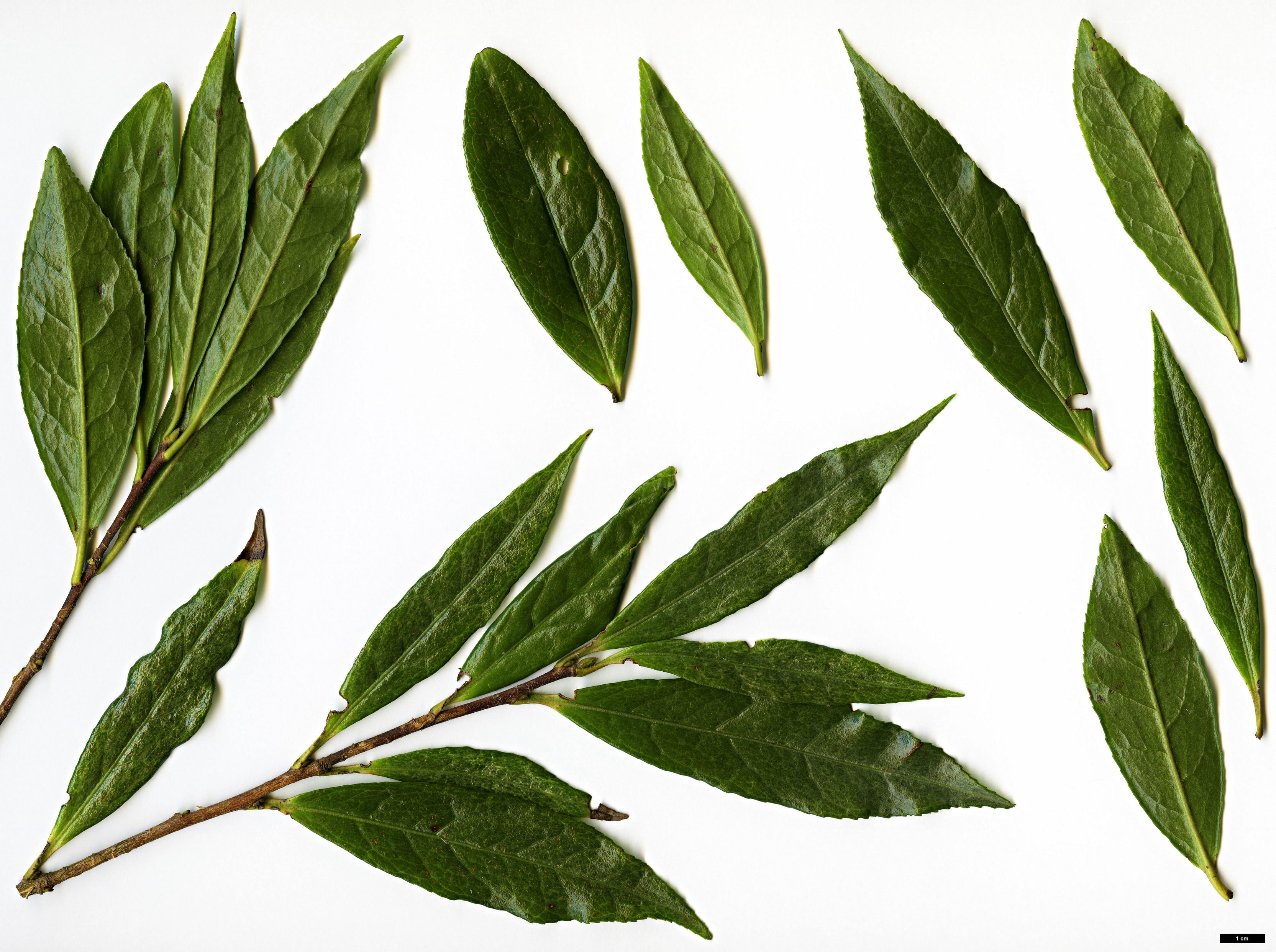 High resolution image: Family: Theaceae - Genus: Camellia - Taxon: fluviatilis