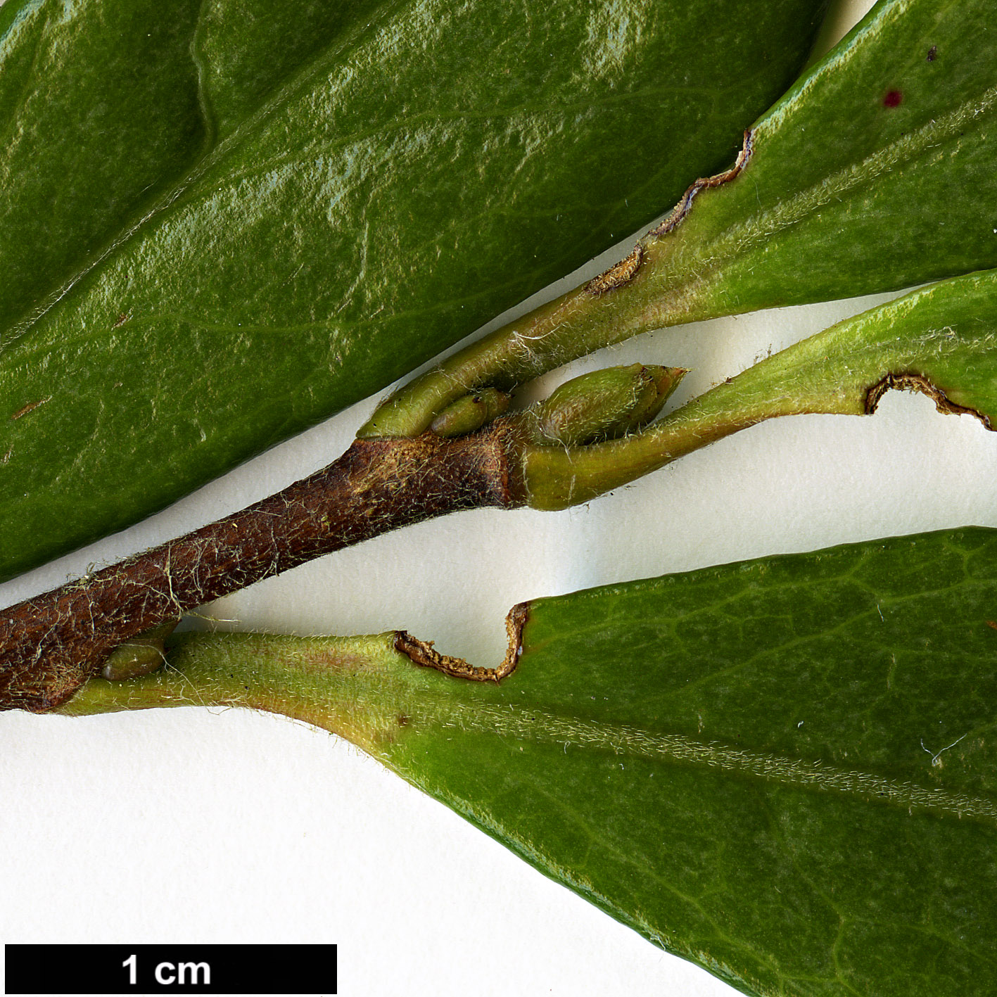 High resolution image: Family: Theaceae - Genus: Camellia - Taxon: fluviatilis