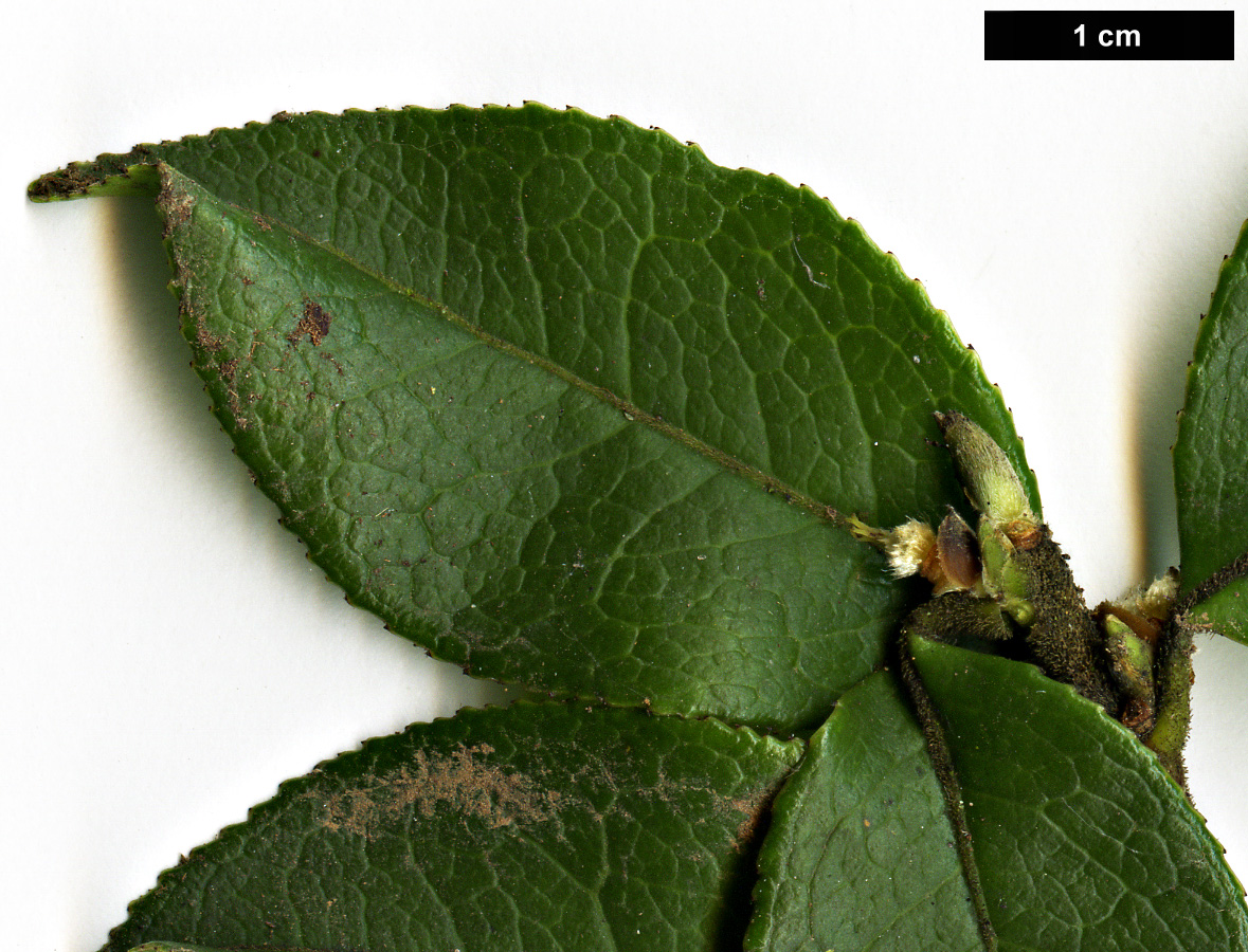 High resolution image: Family: Theaceae - Genus: Camellia - Taxon: forrestii