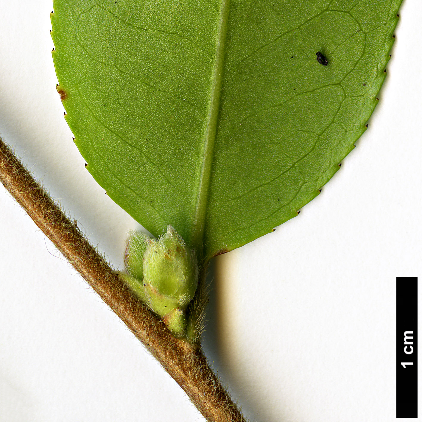 High resolution image: Family: Theaceae - Genus: Camellia - Taxon: forrestii