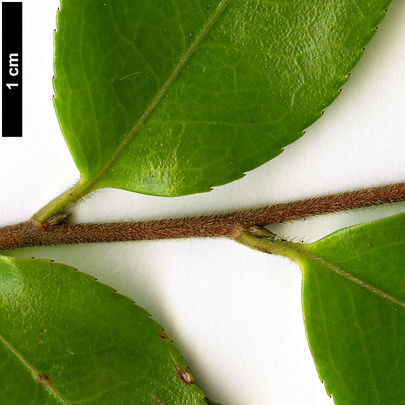 High resolution image: Family: Theaceae - Genus: Camellia - Taxon: forrestii