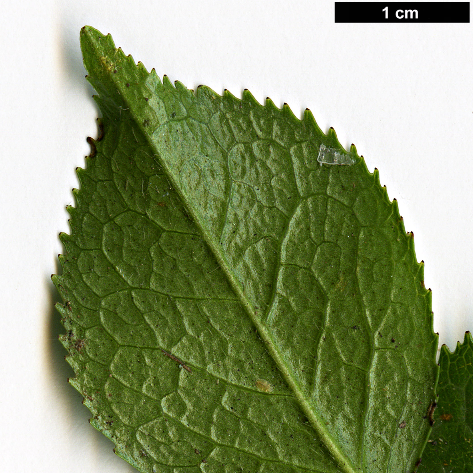 High resolution image: Family: Theaceae - Genus: Camellia - Taxon: grijsii