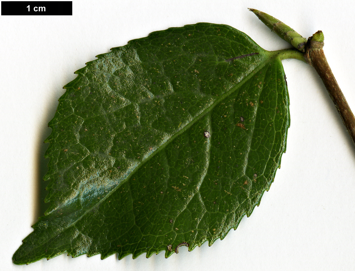 High resolution image: Family: Theaceae - Genus: Camellia - Taxon: grijsii