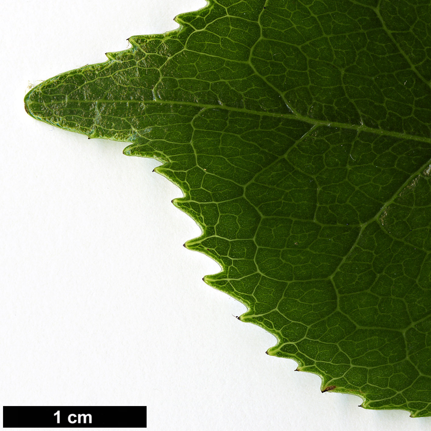 High resolution image: Family: Theaceae - Genus: Camellia - Taxon: grijsii