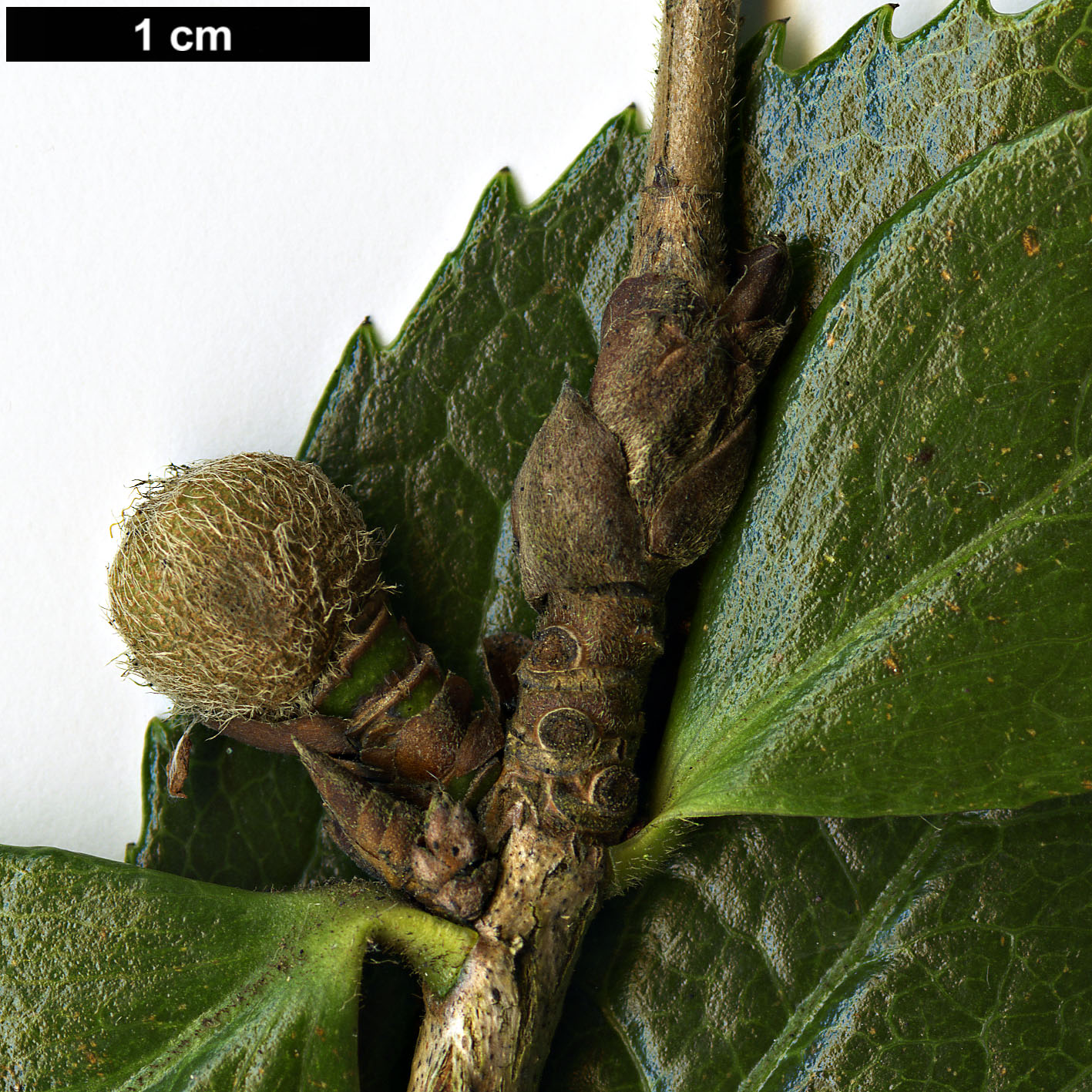 High resolution image: Family: Theaceae - Genus: Camellia - Taxon: grijsii