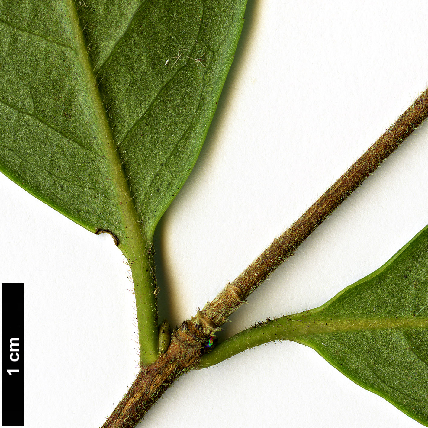 High resolution image: Family: Theaceae - Genus: Camellia - Taxon: kissii