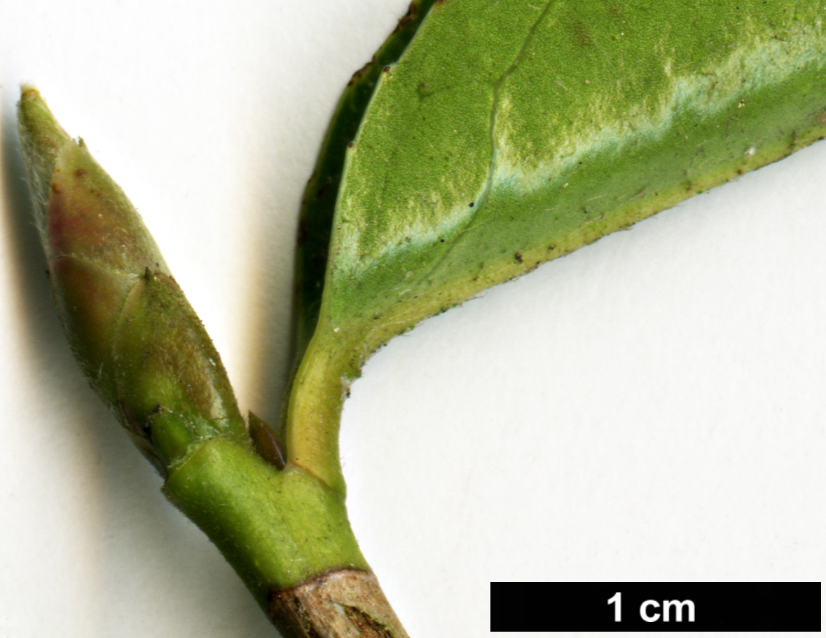 High resolution image: Family: Theaceae - Genus: Camellia - Taxon: pitardii