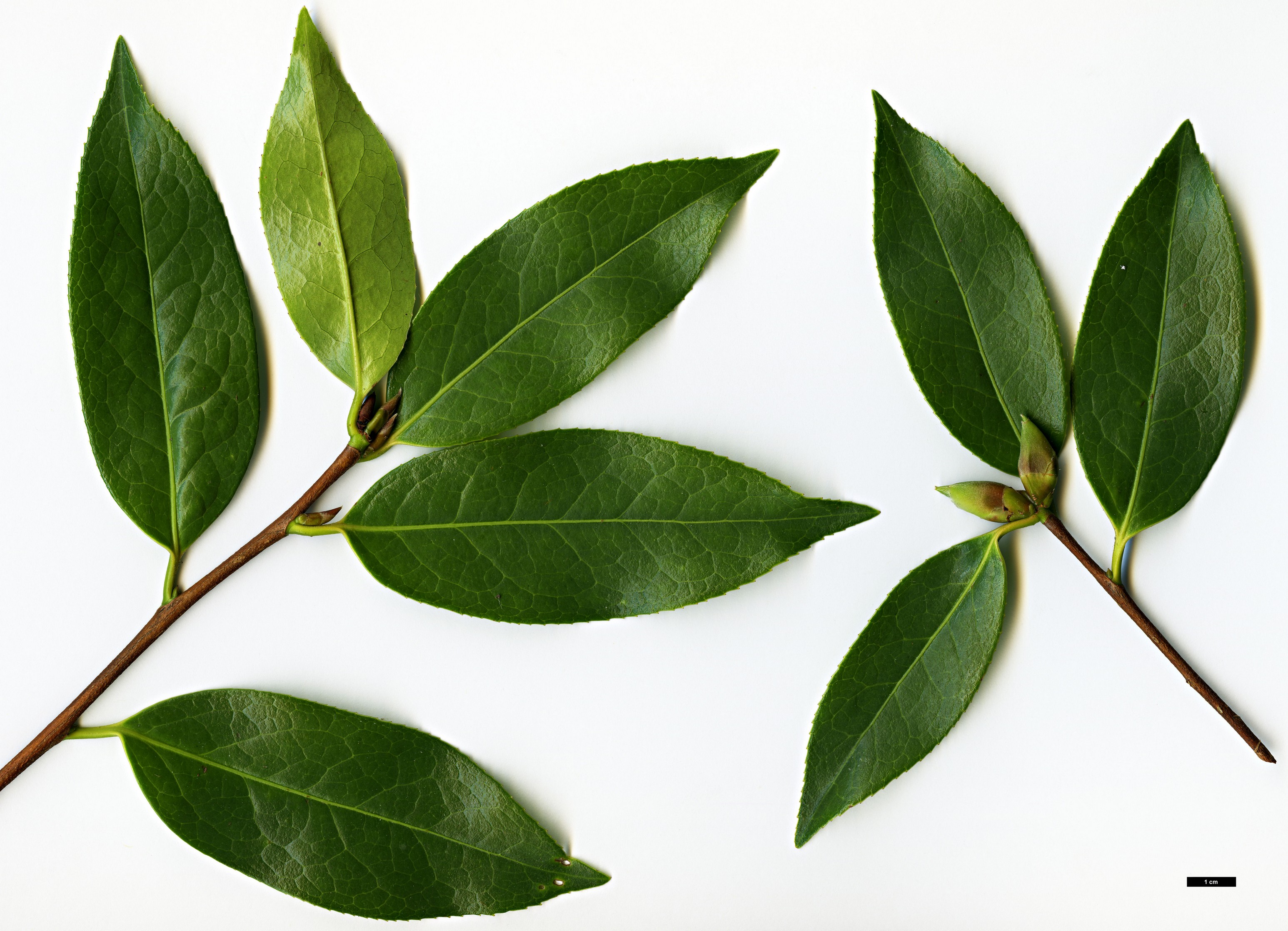 High resolution image: Family: Theaceae - Genus: Camellia - Taxon: pitardii