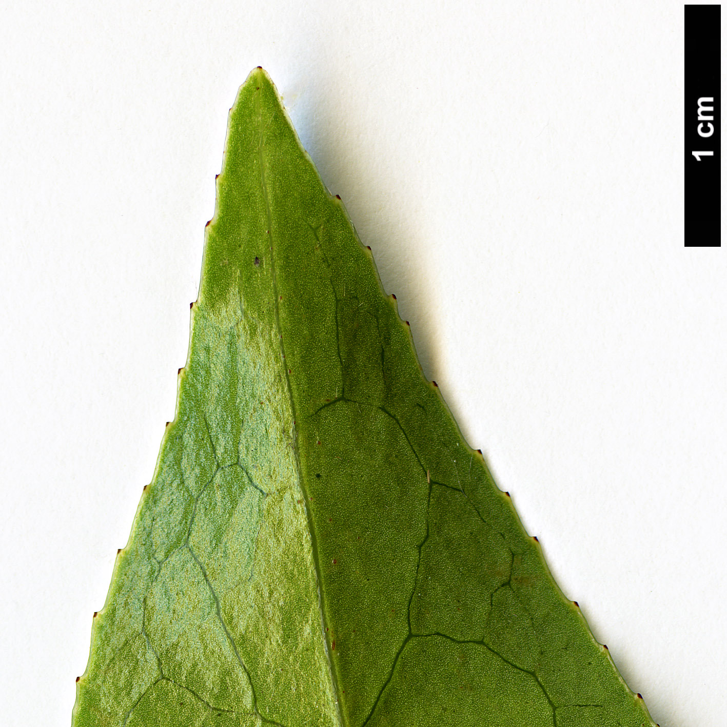 High resolution image: Family: Theaceae - Genus: Camellia - Taxon: pitardii