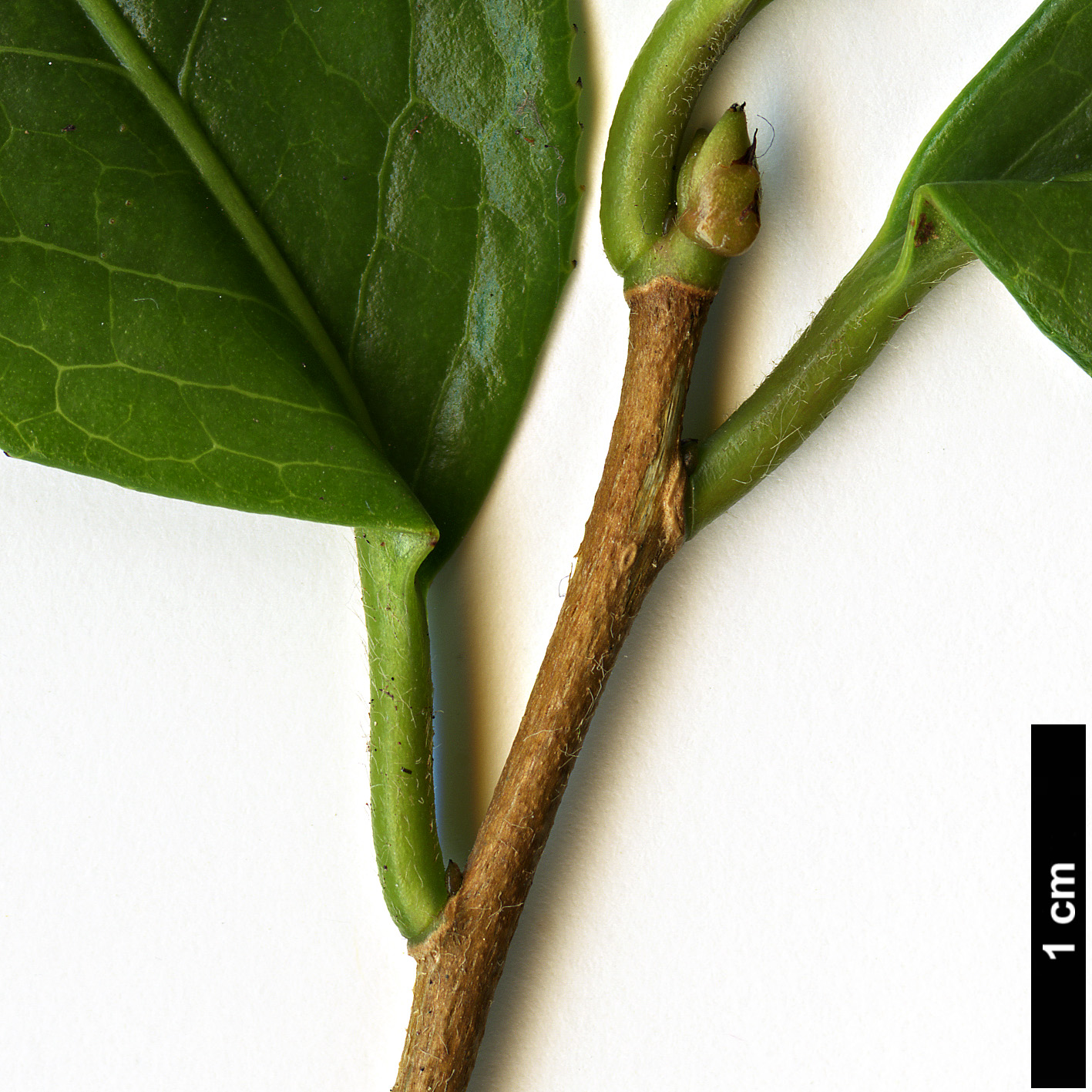 High resolution image: Family: Theaceae - Genus: Camellia - Taxon: polyodonta