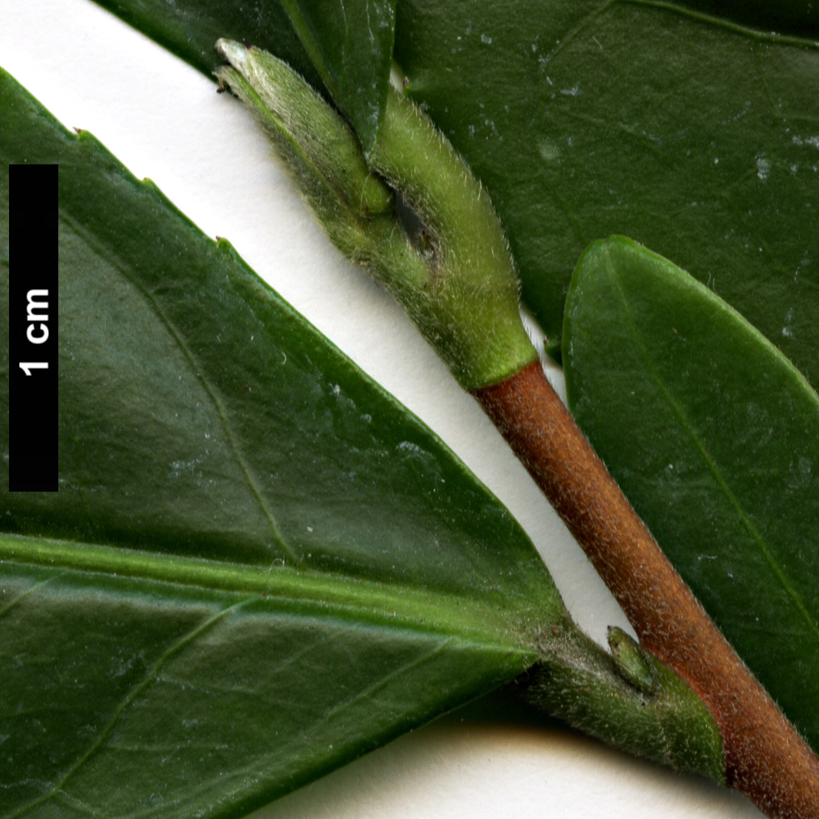 High resolution image: Family: Theaceae - Genus: Camellia - Taxon: ptilophylla