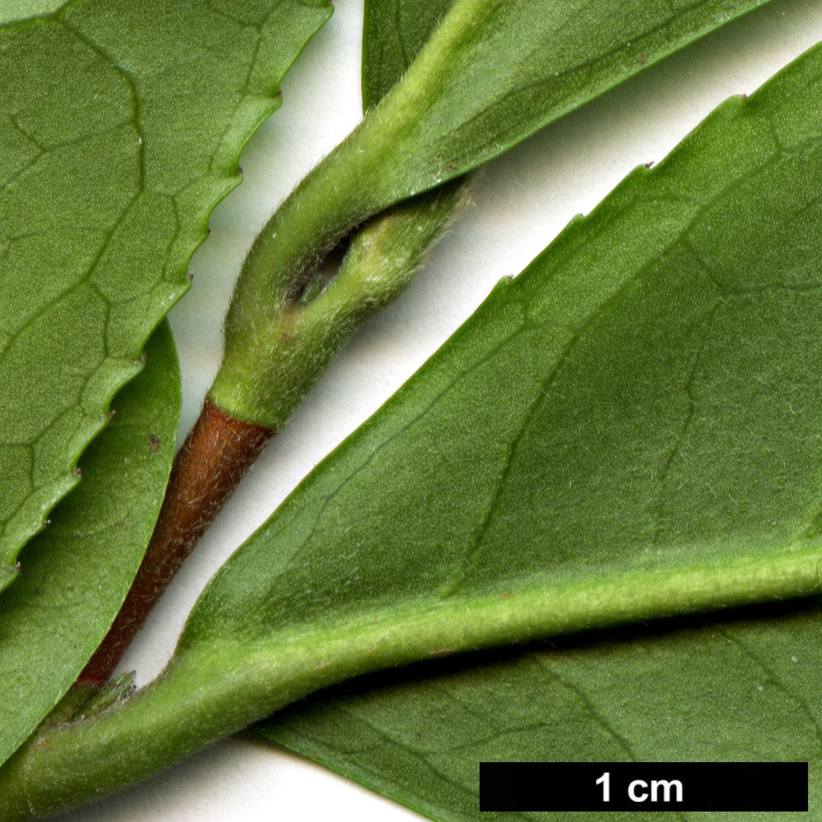 High resolution image: Family: Theaceae - Genus: Camellia - Taxon: ptilophylla