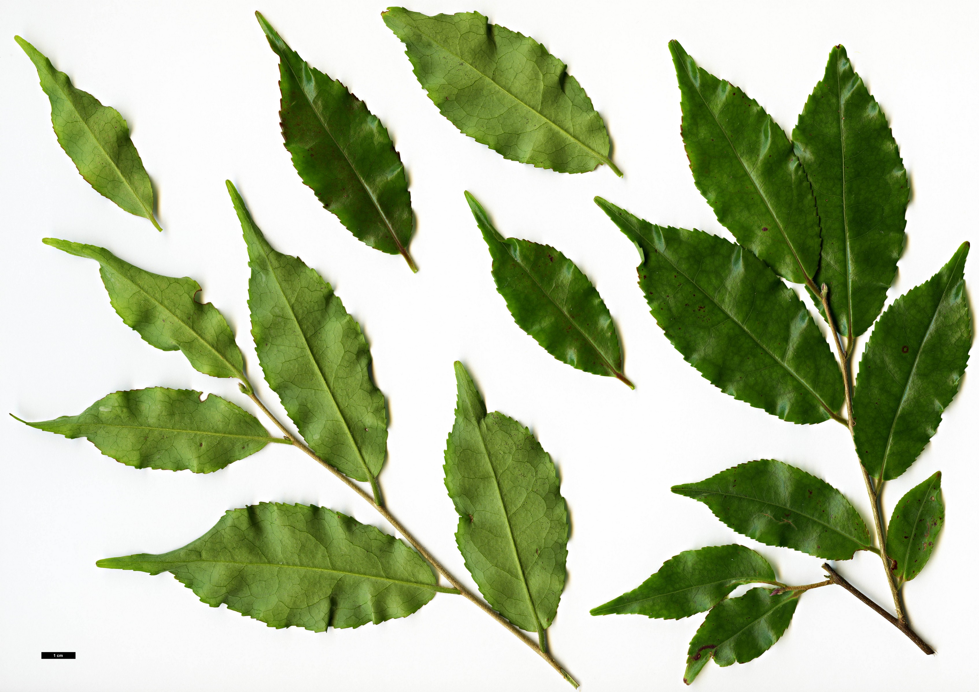 High resolution image: Family: Theaceae - Genus: Camellia - Taxon: pubicosta