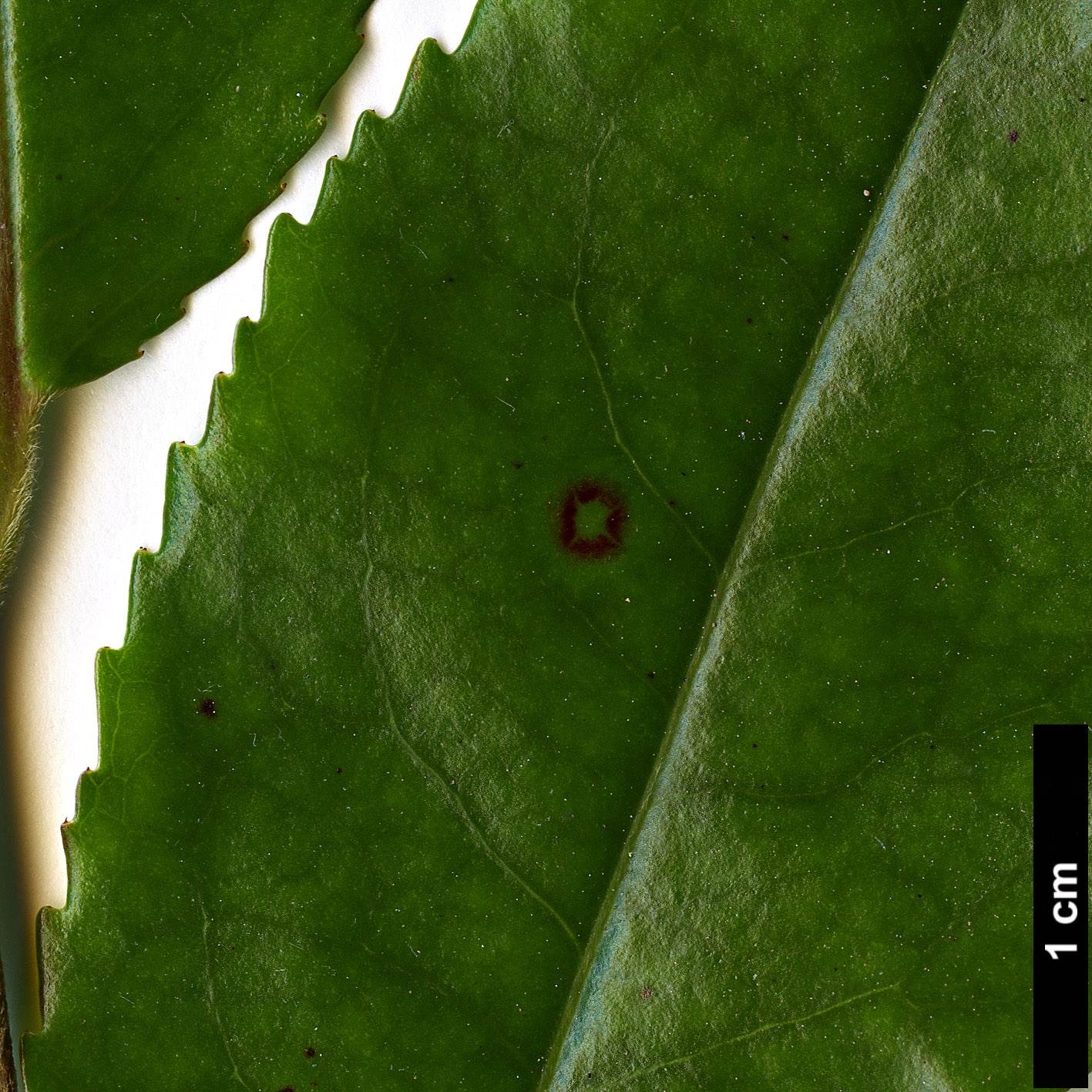 High resolution image: Family: Theaceae - Genus: Camellia - Taxon: pubicosta