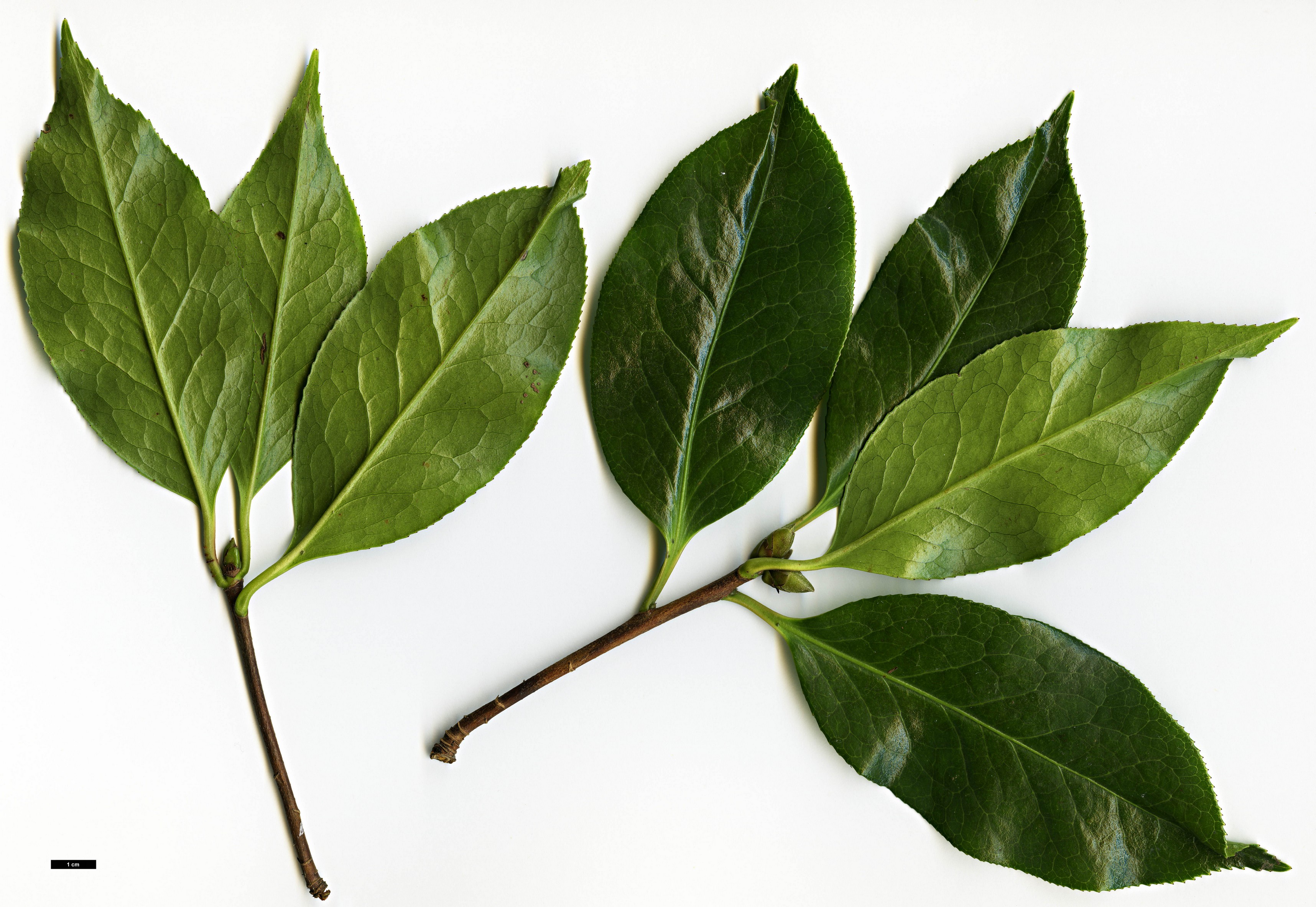 High resolution image: Family: Theaceae - Genus: Camellia - Taxon: reticulata