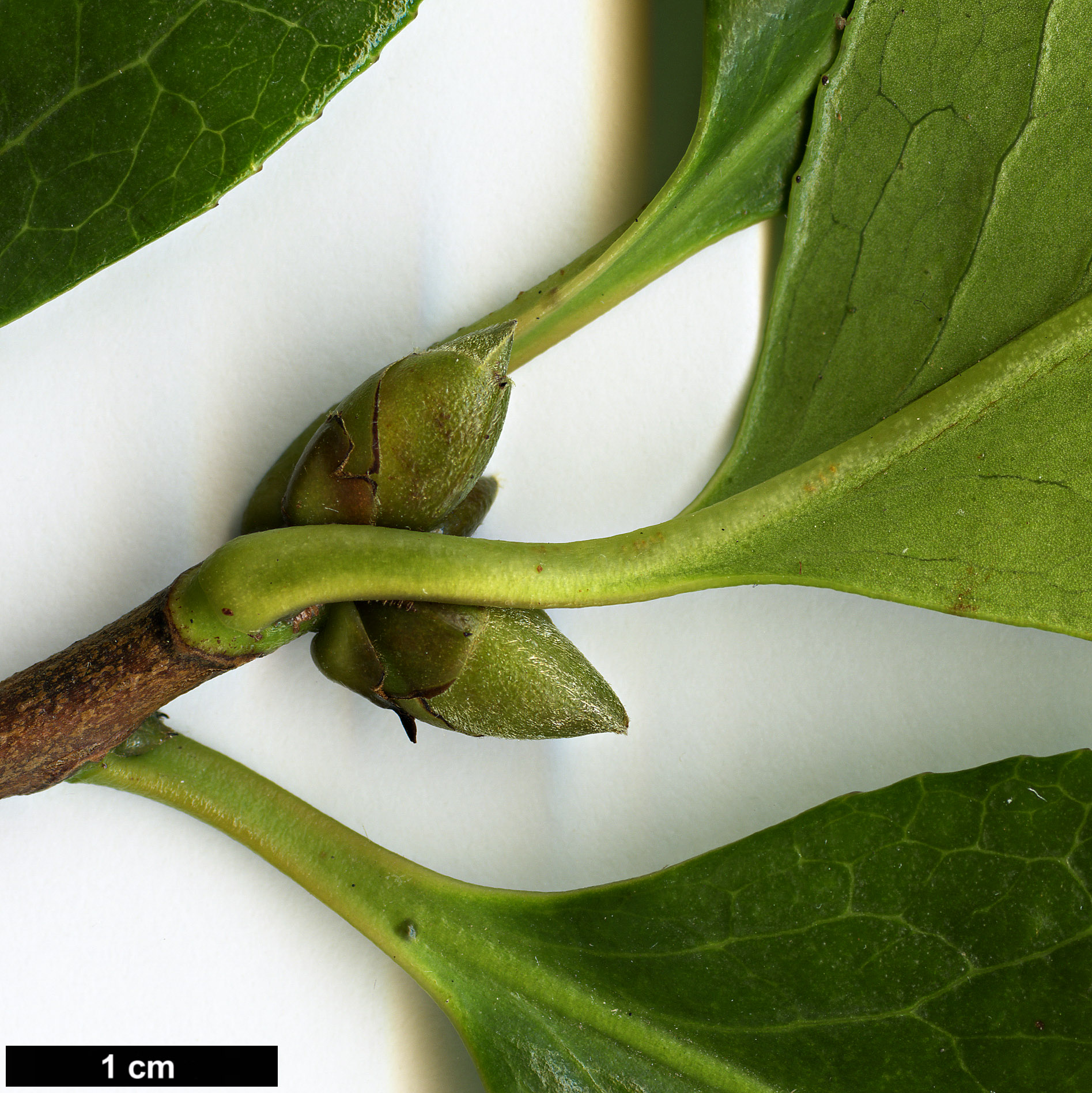 High resolution image: Family: Theaceae - Genus: Camellia - Taxon: reticulata