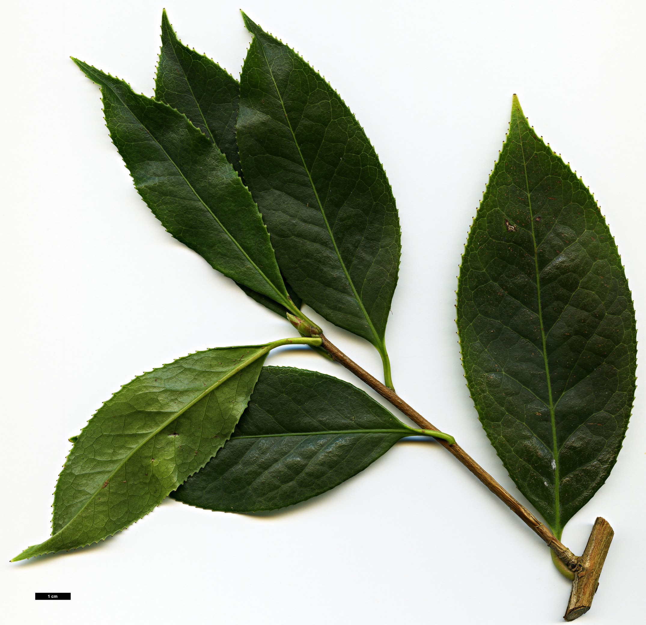 High resolution image: Family: Theaceae - Genus: Camellia - Taxon: reticulata