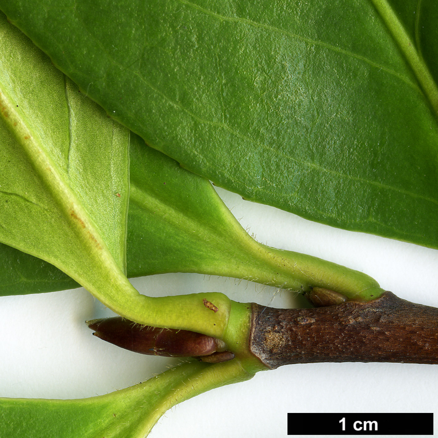 High resolution image: Family: Theaceae - Genus: Camellia - Taxon: reticulata