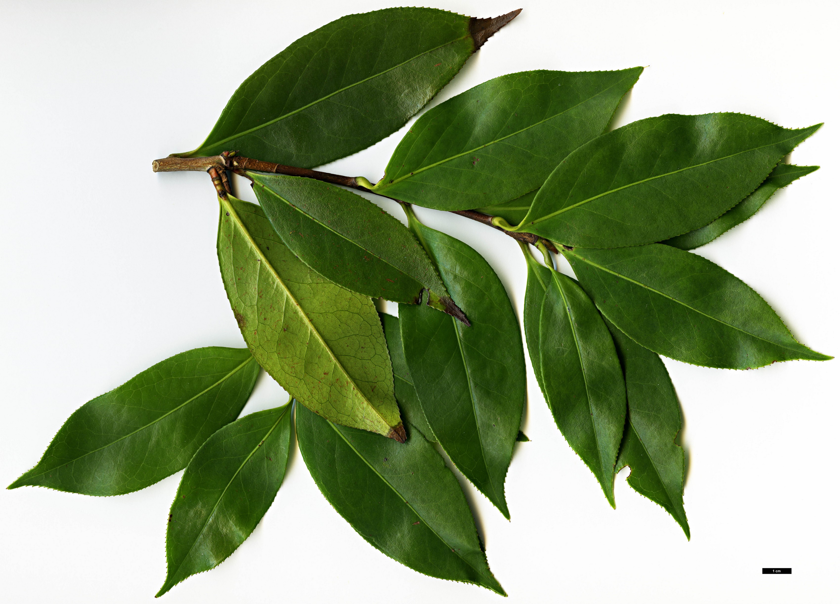 High resolution image: Family: Theaceae - Genus: Camellia - Taxon: reticulata