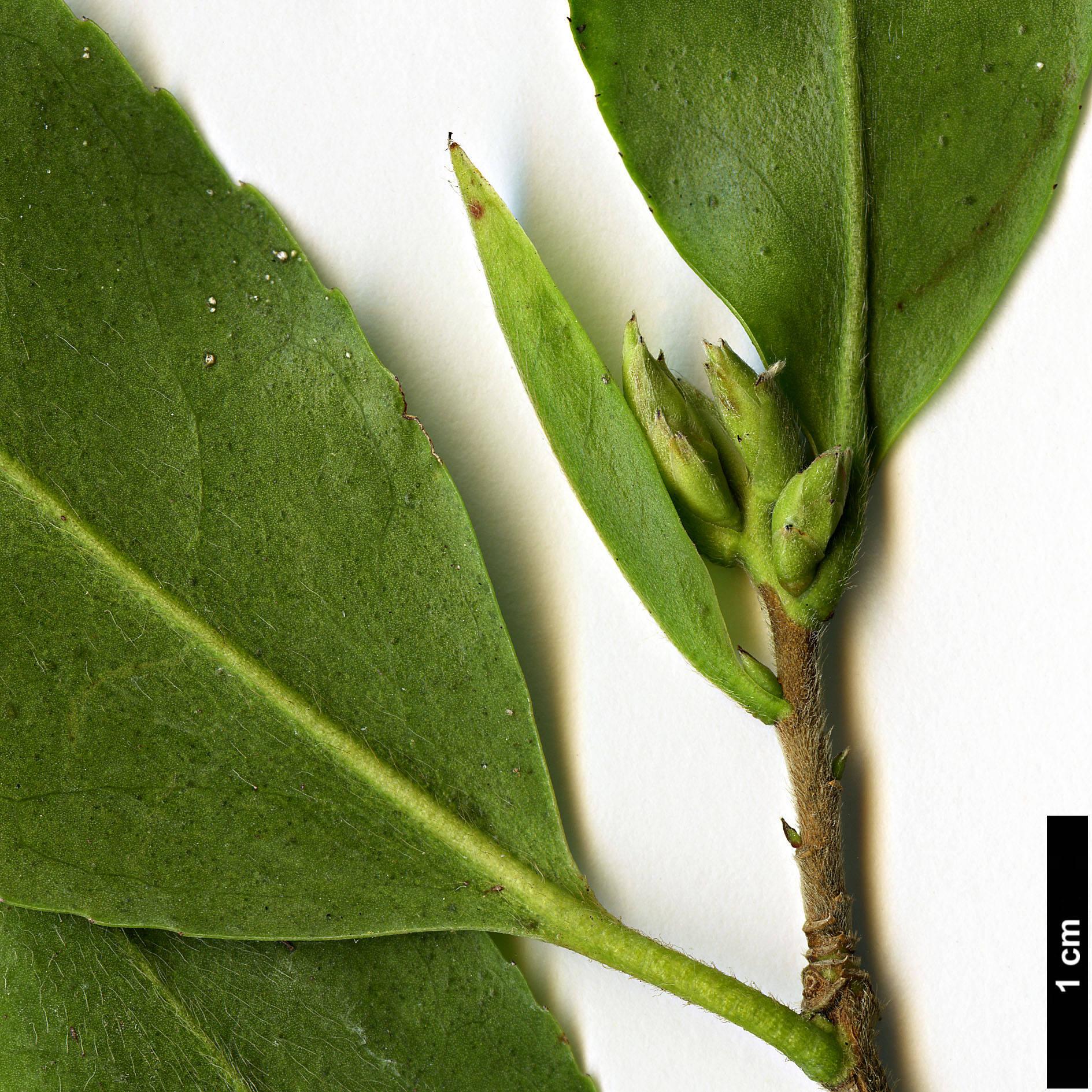 High resolution image: Family: Theaceae - Genus: Camellia - Taxon: rosiflora