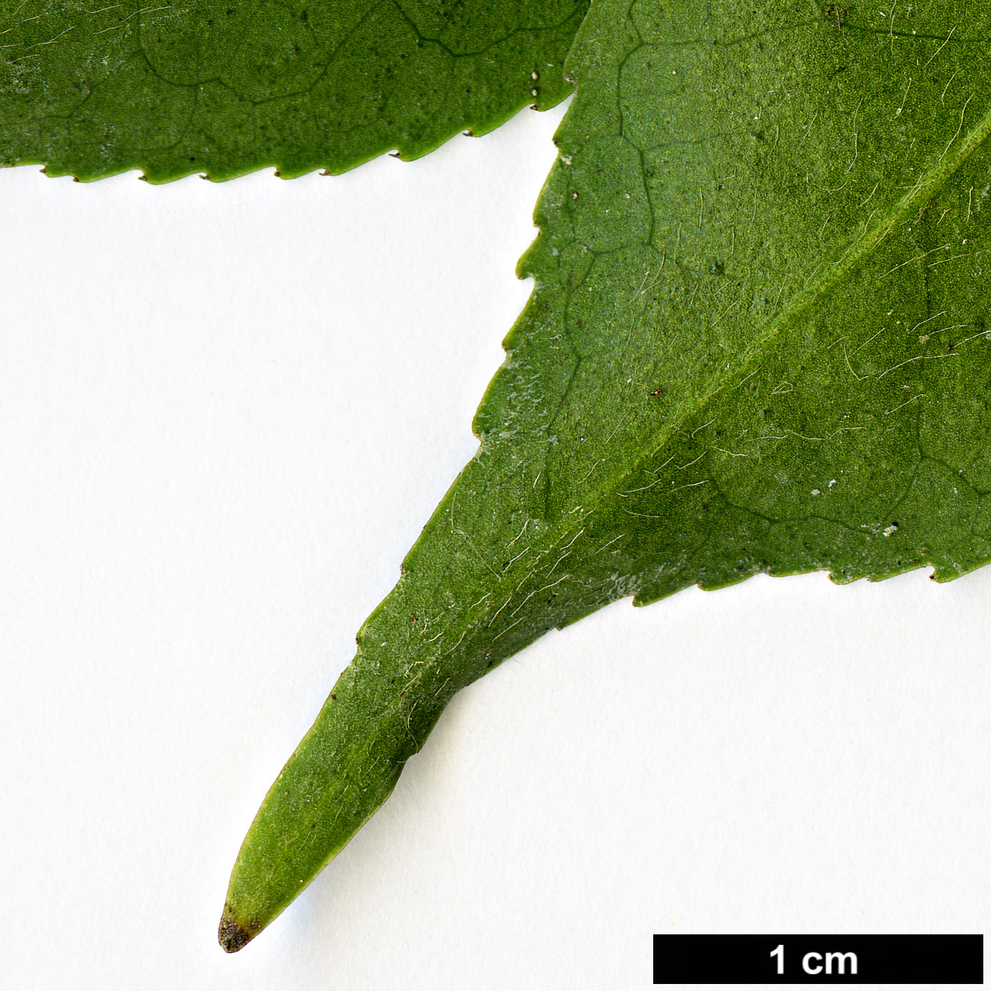 High resolution image: Family: Theaceae - Genus: Camellia - Taxon: rosiflora