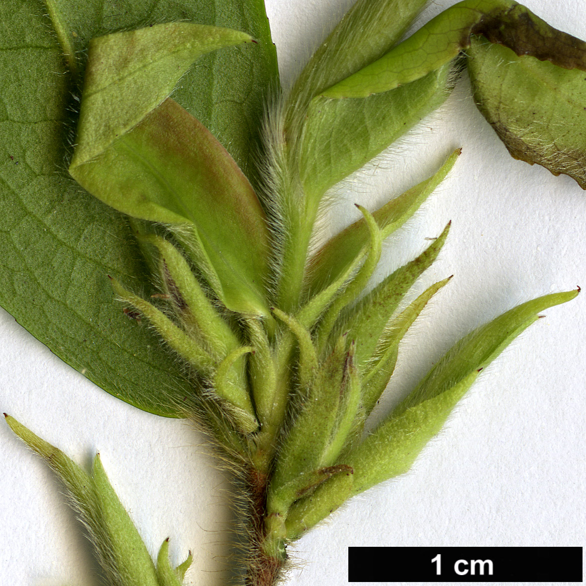 High resolution image: Family: Theaceae - Genus: Camellia - Taxon: salicifolia