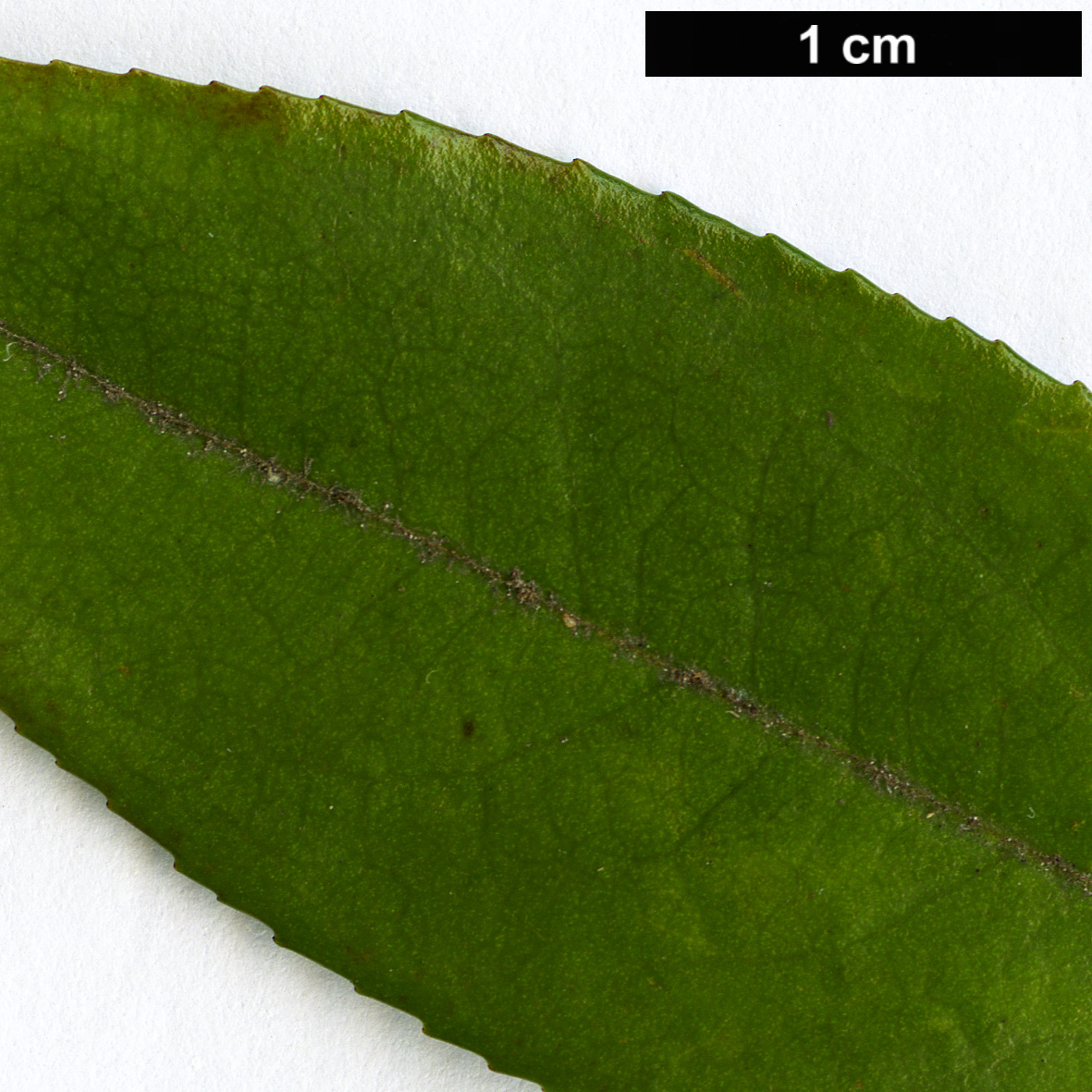 High resolution image: Family: Theaceae - Genus: Camellia - Taxon: salicifolia