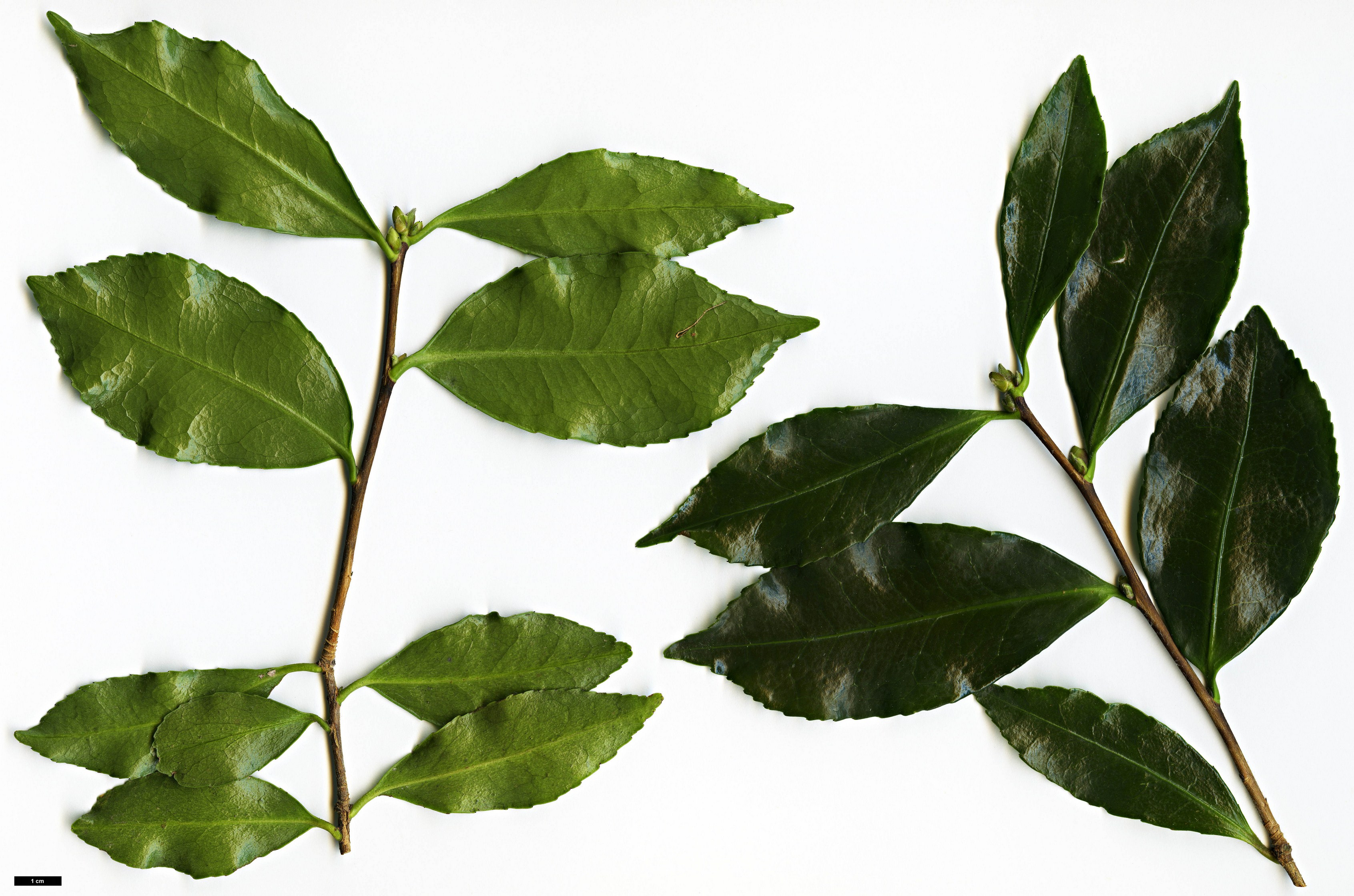 High resolution image: Family: Theaceae - Genus: Camellia - Taxon: sasanqua