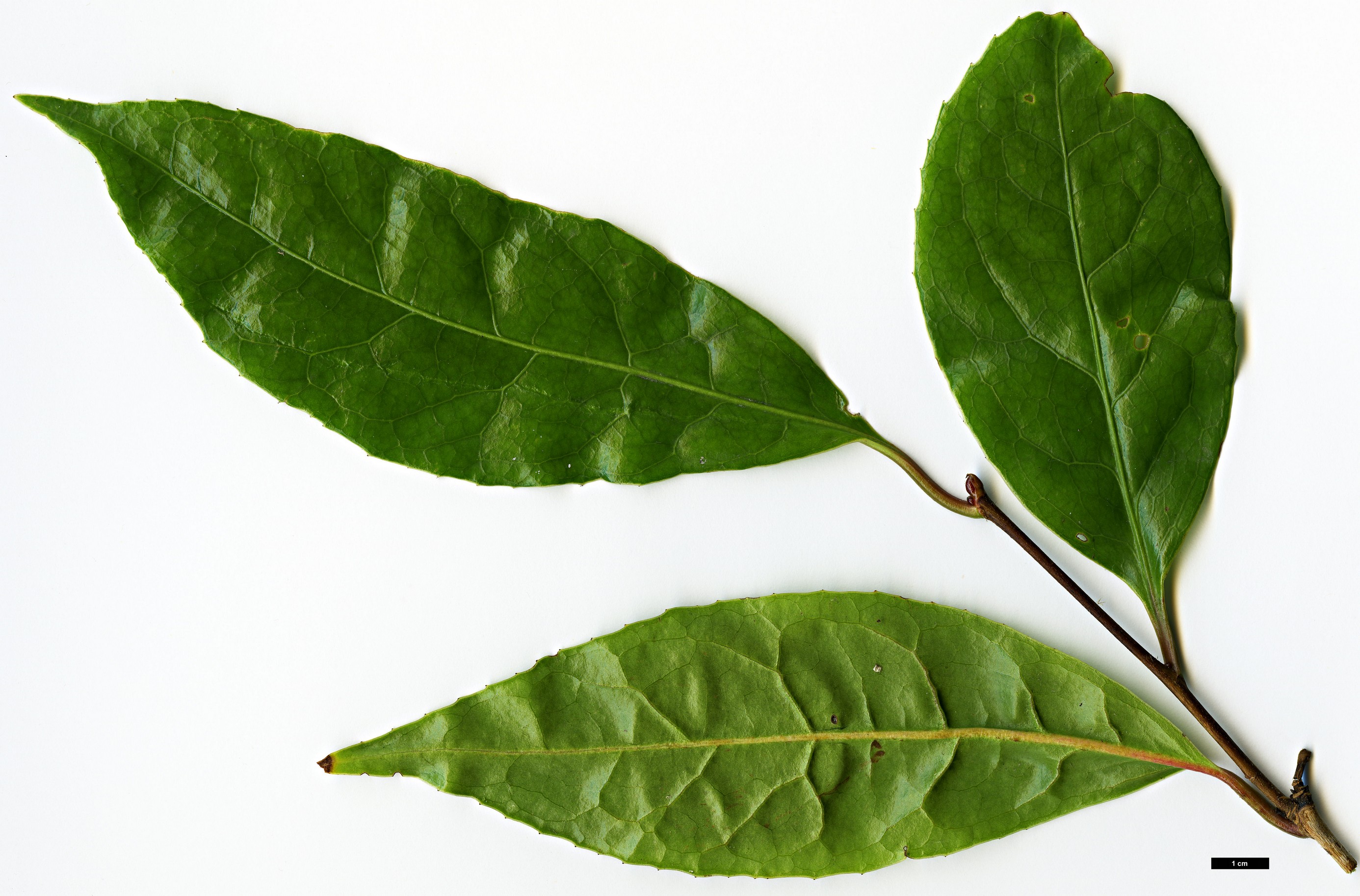 High resolution image: Family: Theaceae - Genus: Camellia - Taxon: semiserrata