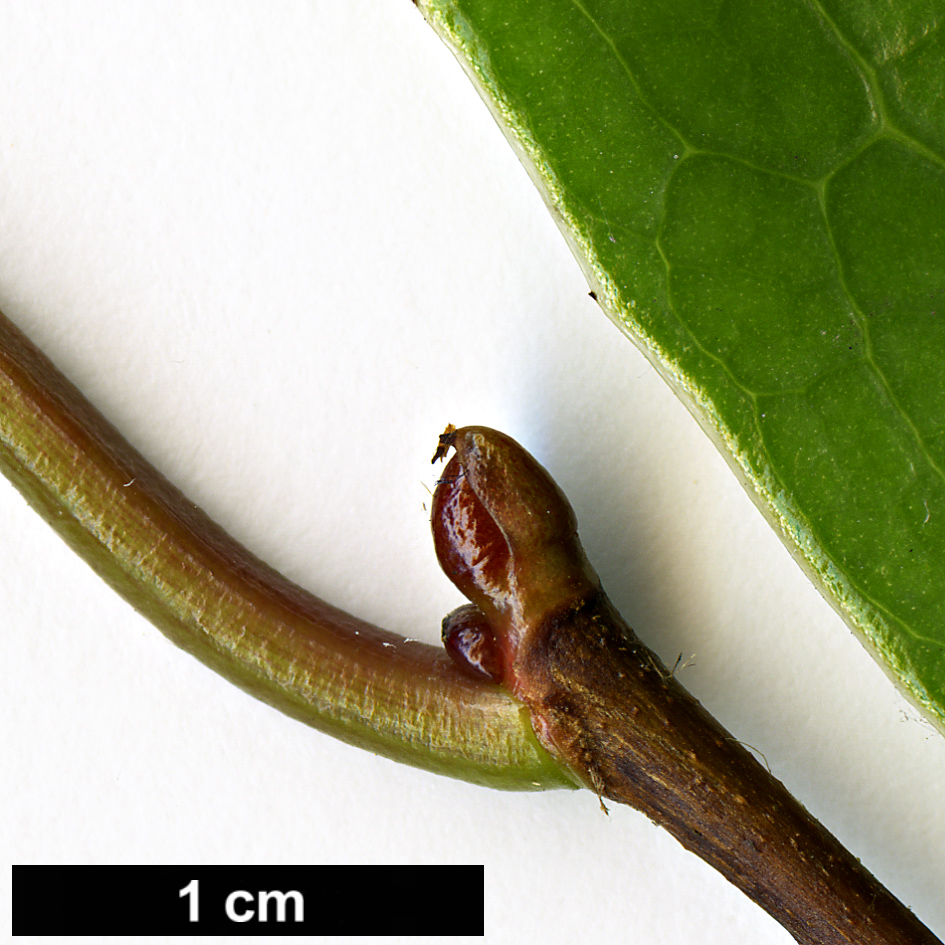 High resolution image: Family: Theaceae - Genus: Camellia - Taxon: semiserrata