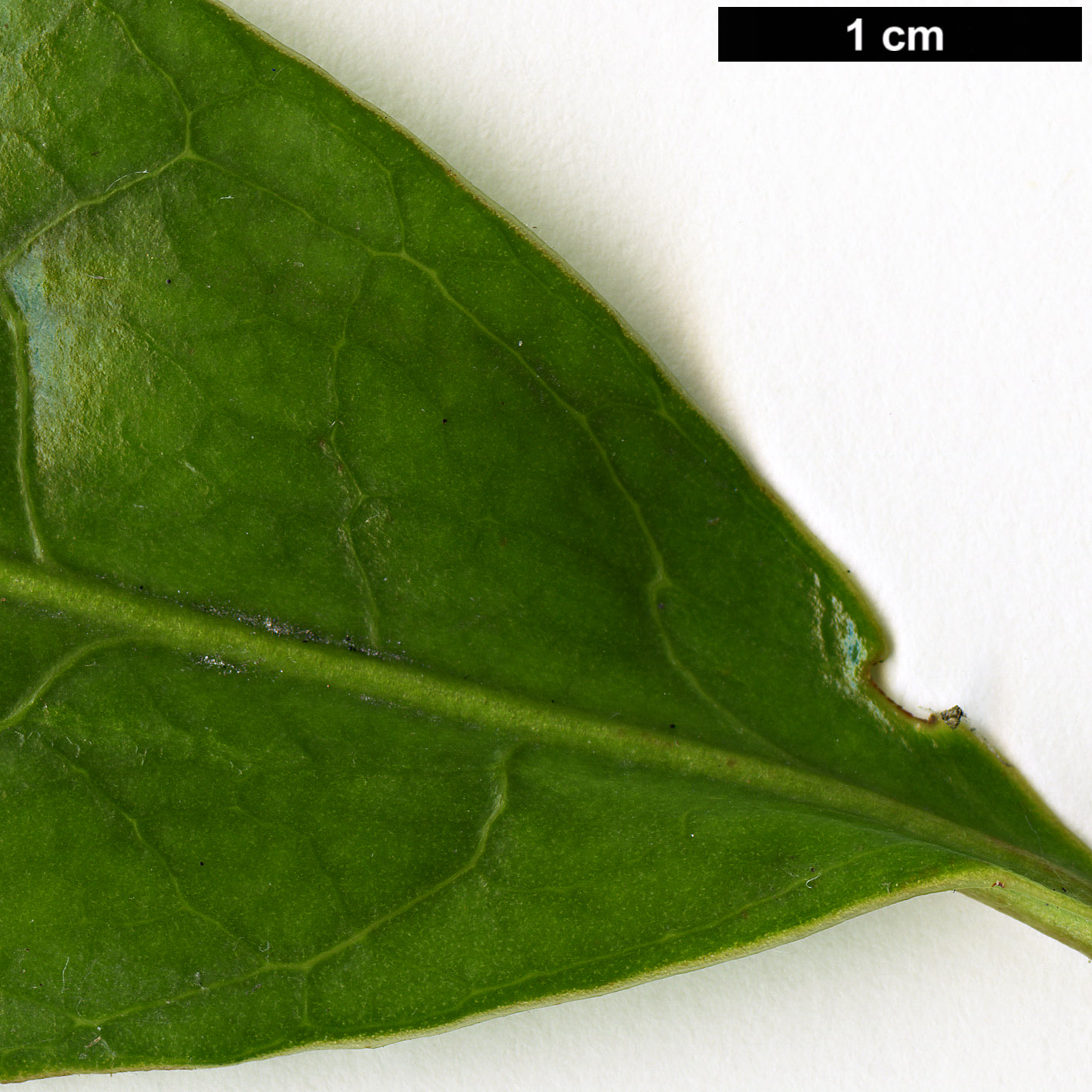 High resolution image: Family: Theaceae - Genus: Camellia - Taxon: semiserrata