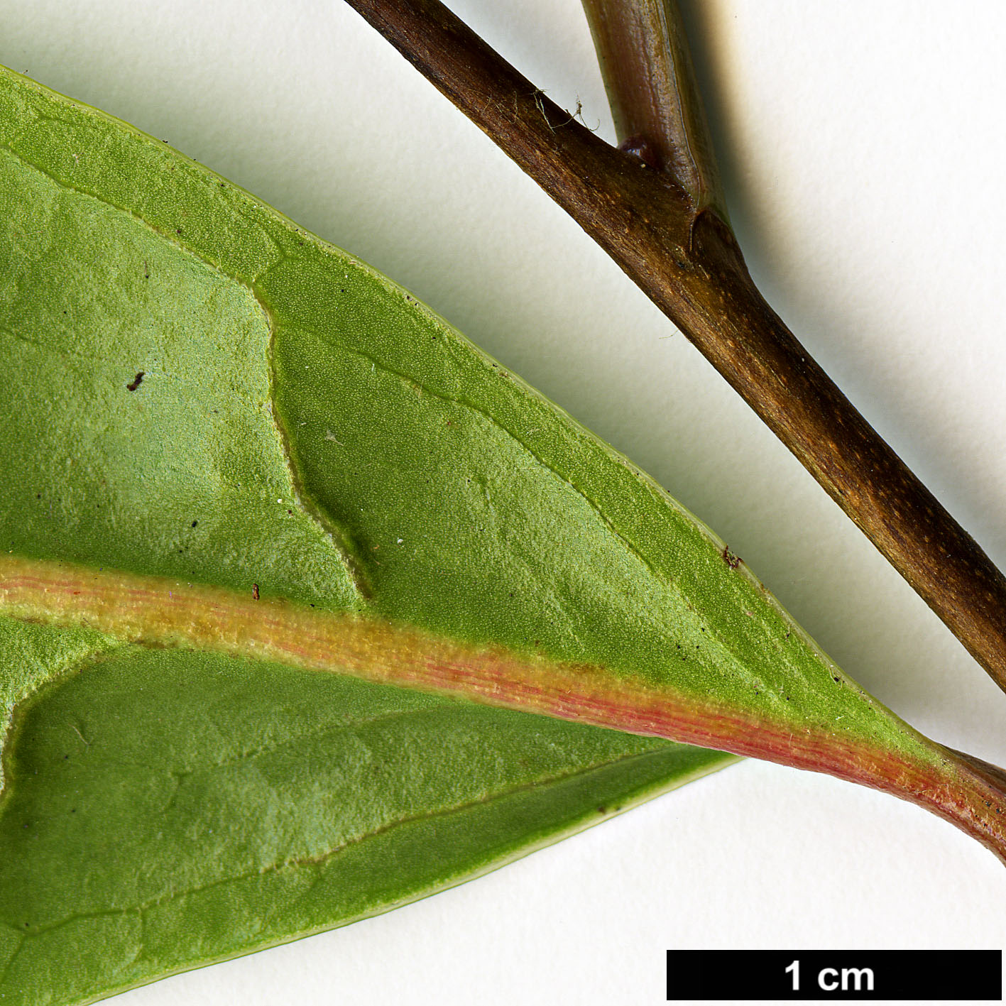 High resolution image: Family: Theaceae - Genus: Camellia - Taxon: semiserrata