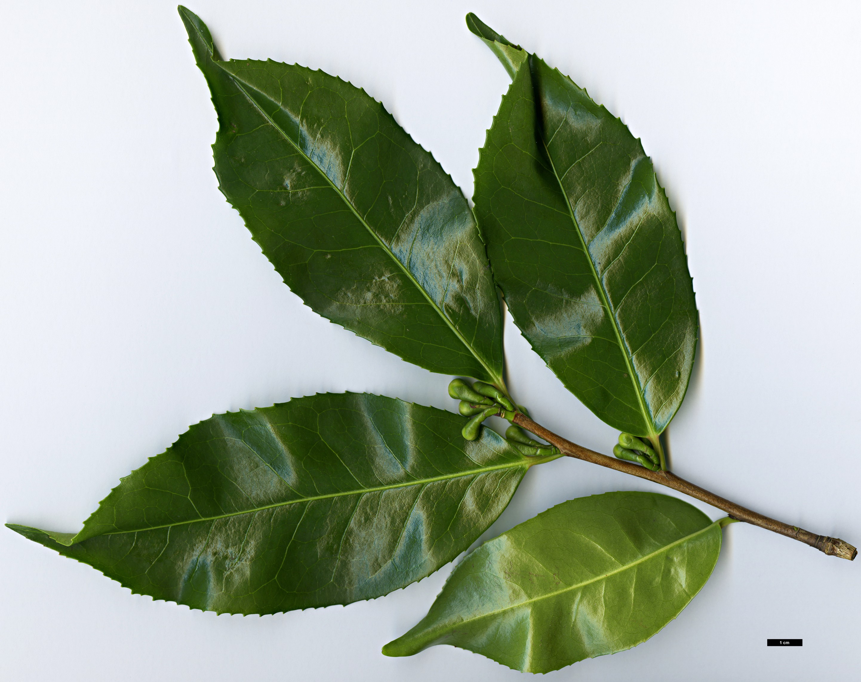 High resolution image: Family: Theaceae - Genus: Camellia - Taxon: taliensis