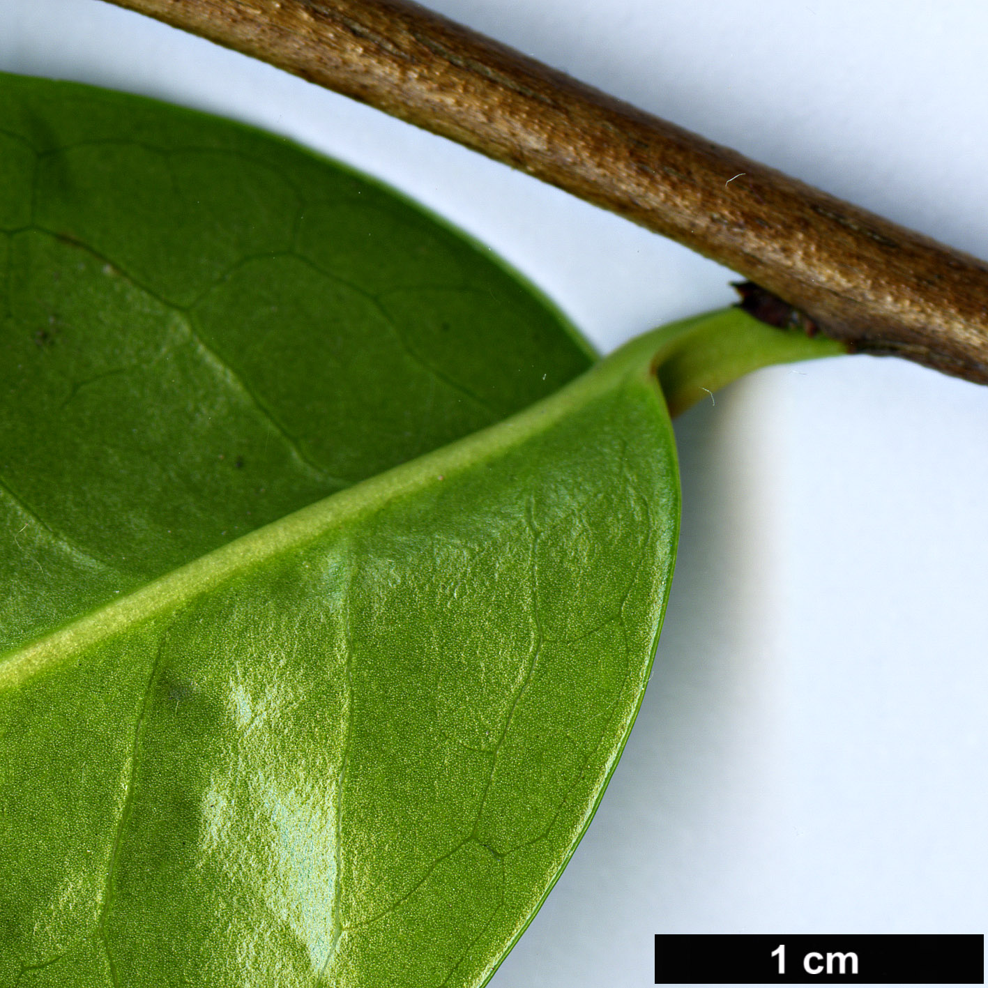 High resolution image: Family: Theaceae - Genus: Camellia - Taxon: taliensis