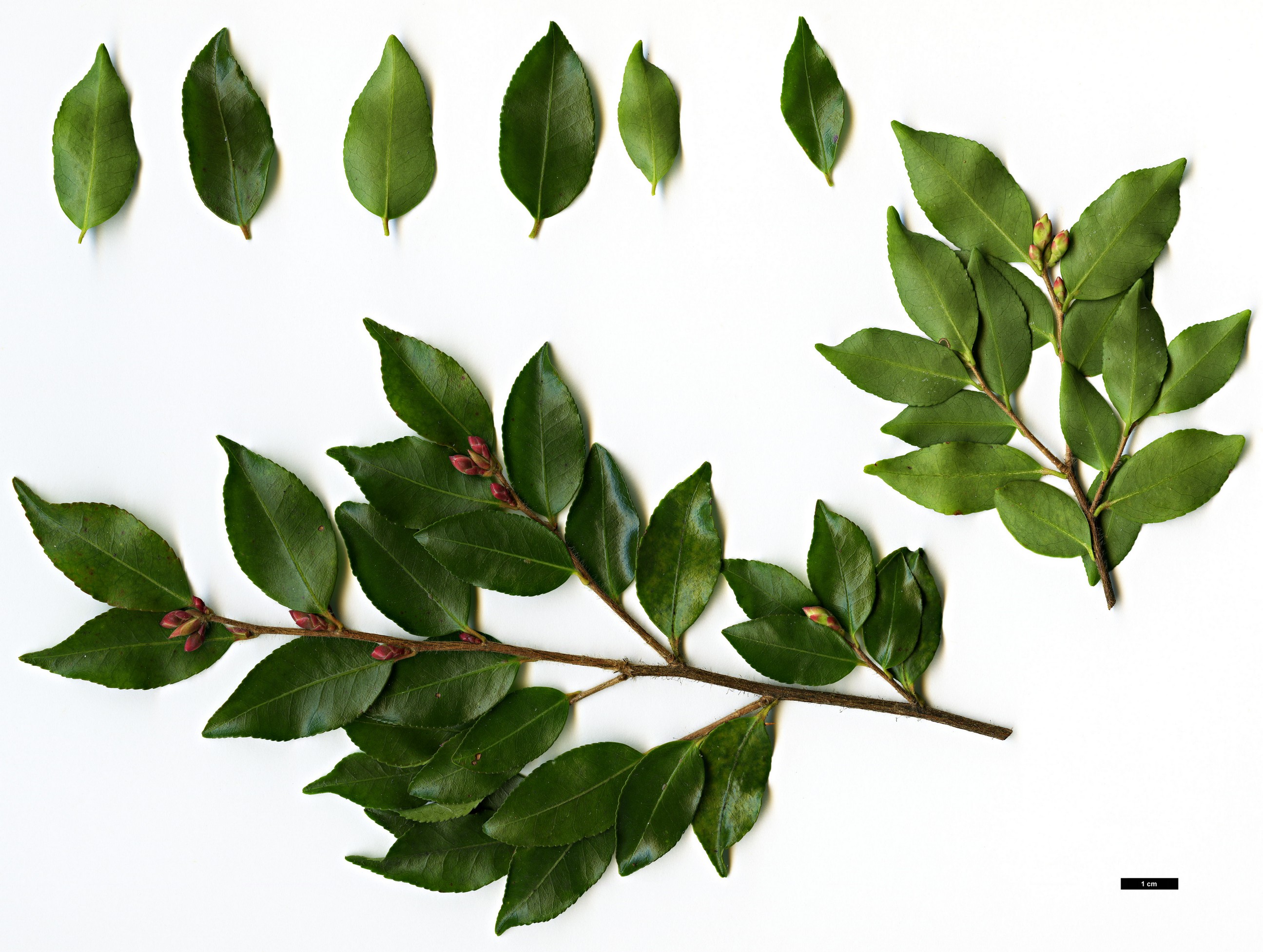 High resolution image: Family: Theaceae - Genus: Camellia - Taxon: transnokoensis