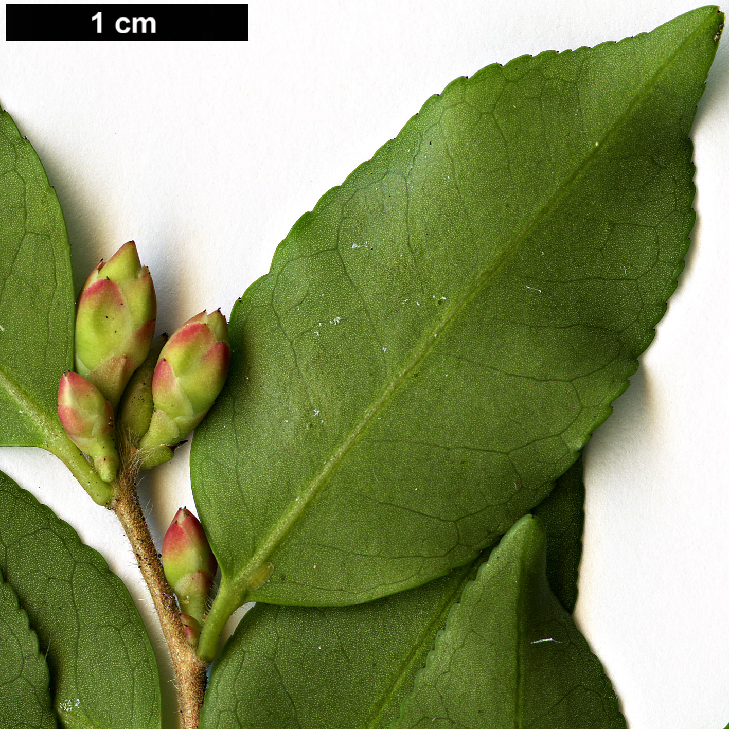 High resolution image: Family: Theaceae - Genus: Camellia - Taxon: transnokoensis