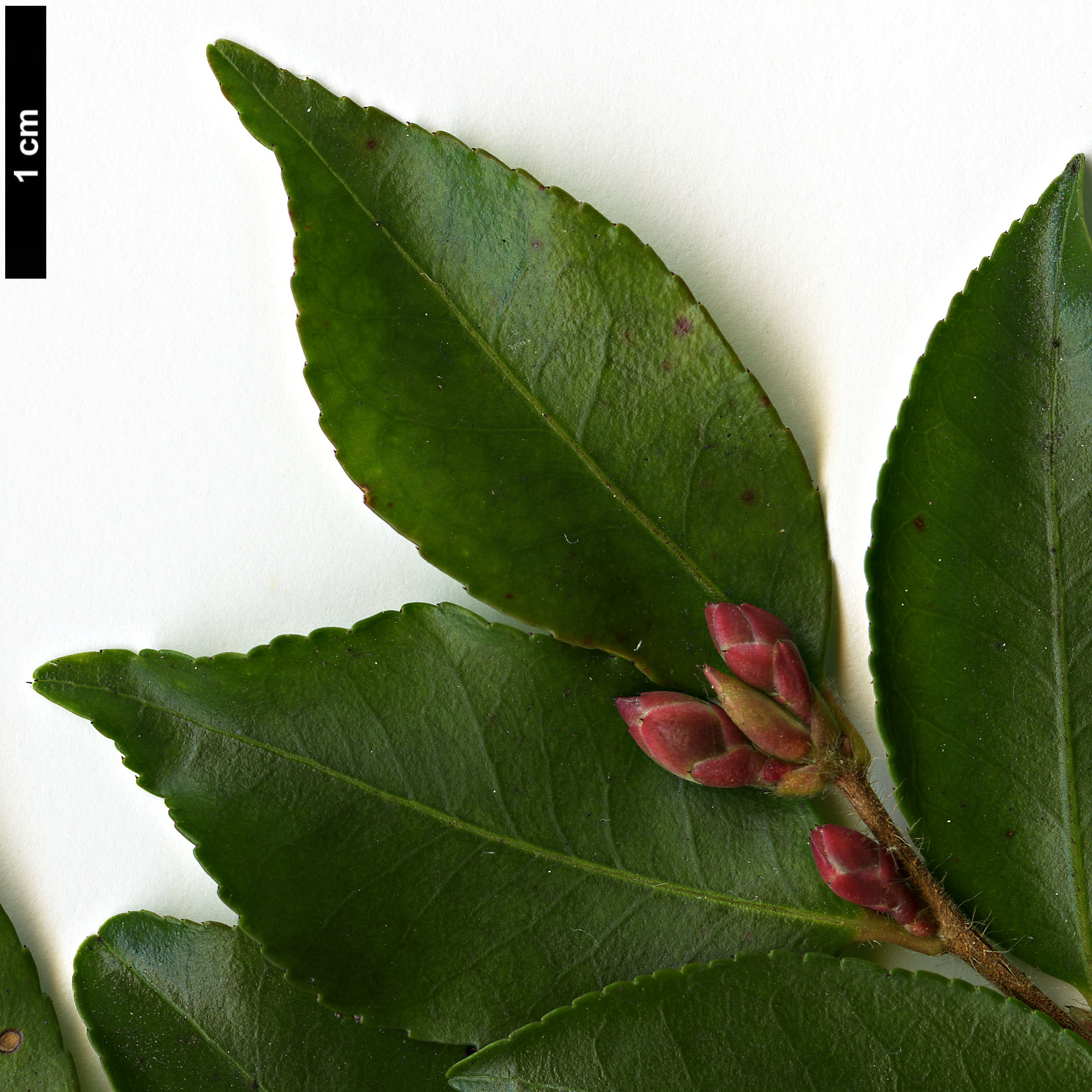 High resolution image: Family: Theaceae - Genus: Camellia - Taxon: transnokoensis