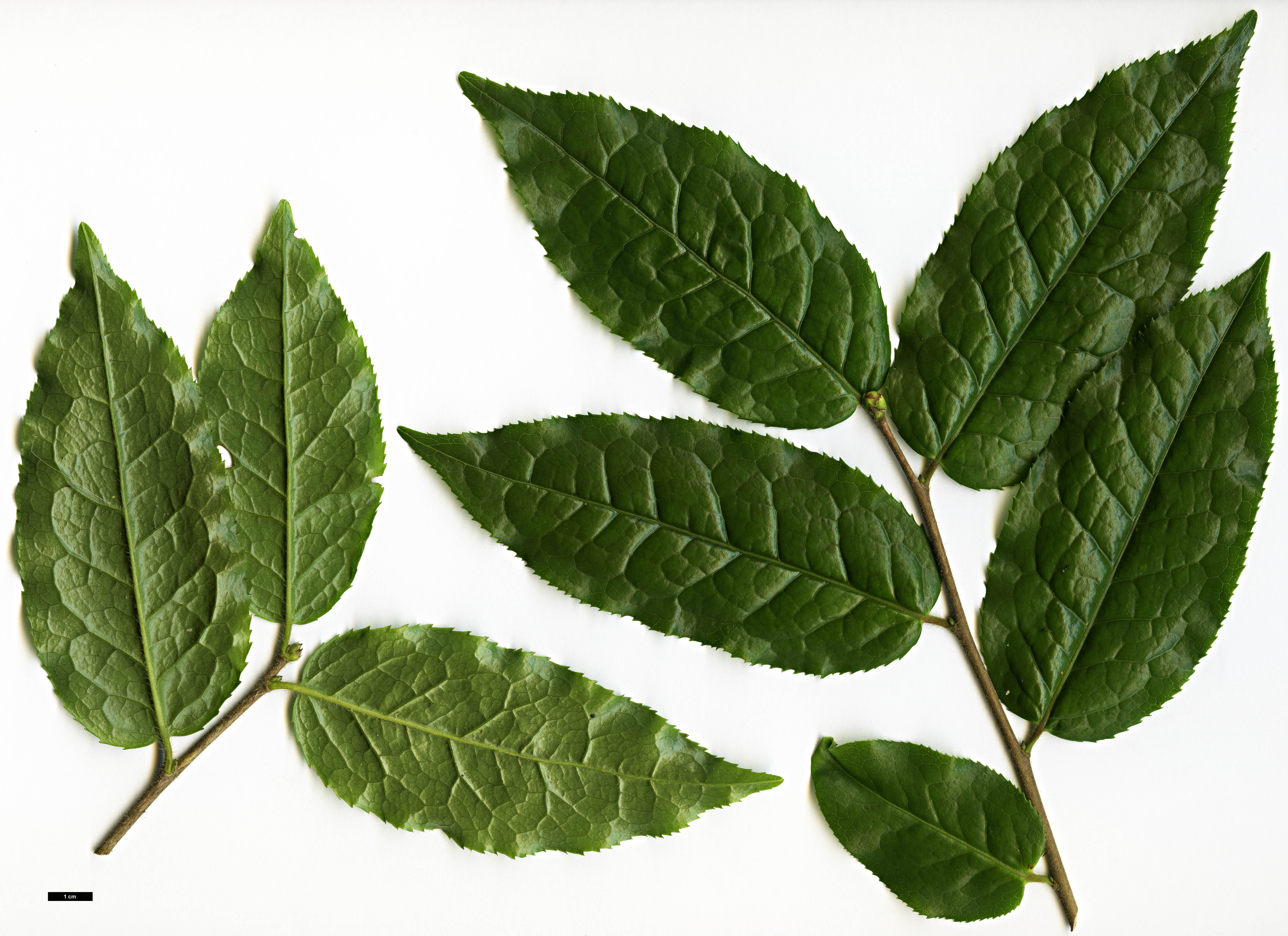 High resolution image: Family: Theaceae - Genus: Camellia - Taxon: trichocarpa