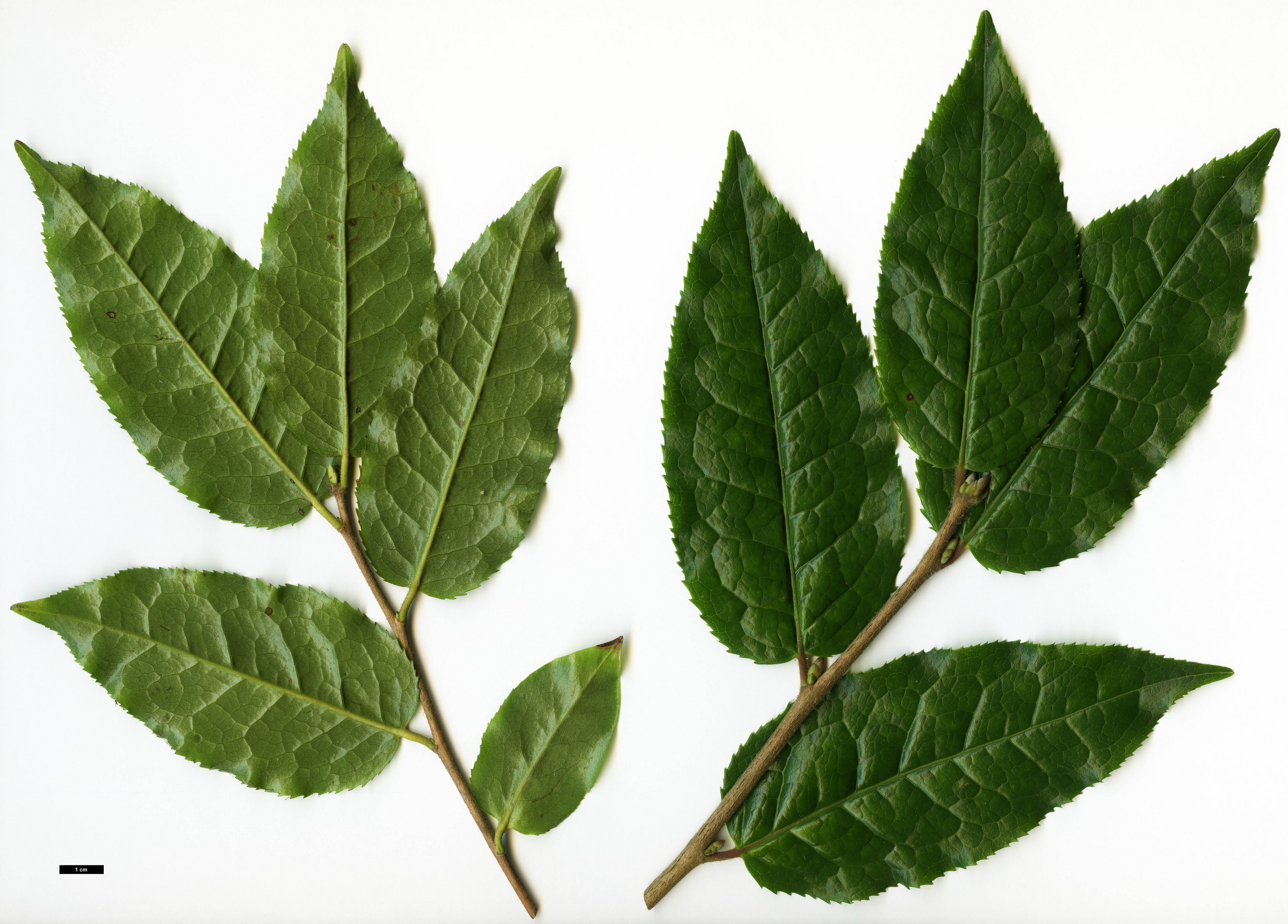 High resolution image: Family: Theaceae - Genus: Camellia - Taxon: trichocarpa