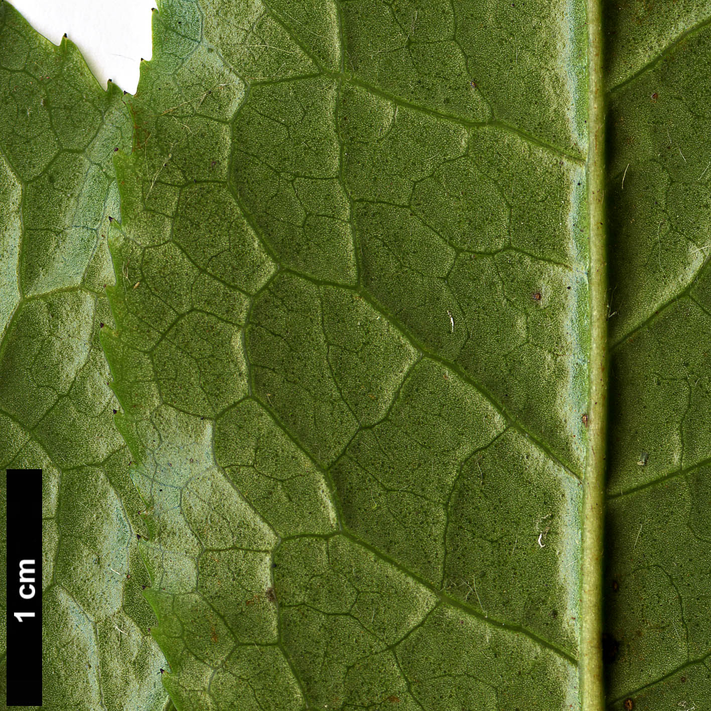 High resolution image: Family: Theaceae - Genus: Camellia - Taxon: trichocarpa