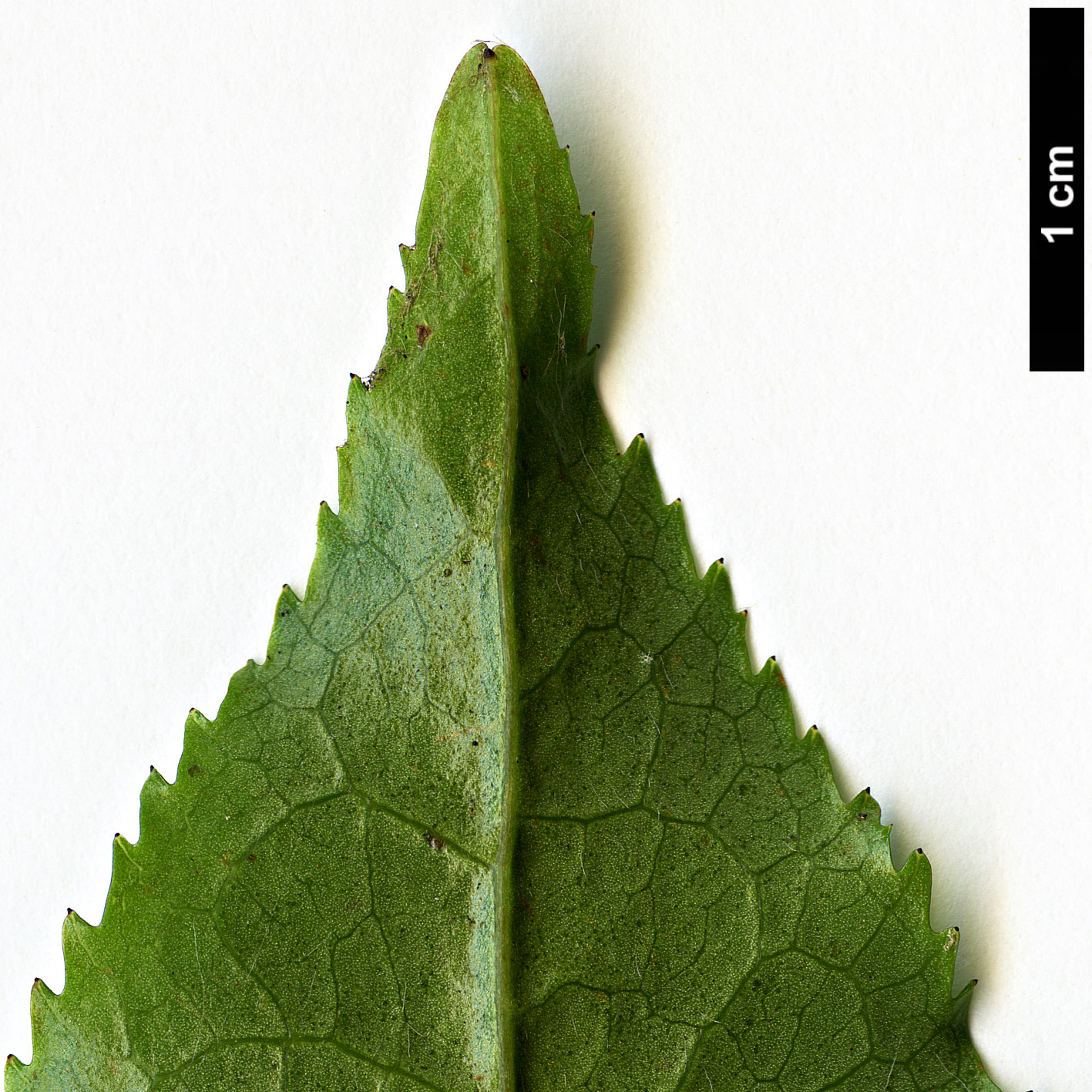 High resolution image: Family: Theaceae - Genus: Camellia - Taxon: trichocarpa