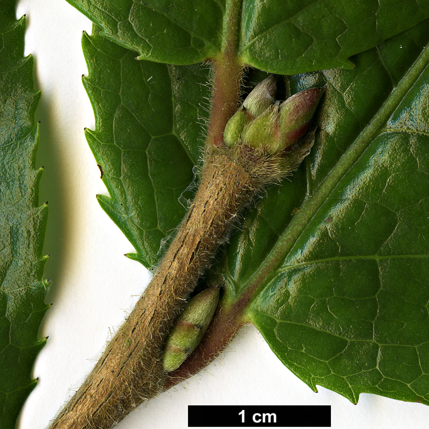 High resolution image: Family: Theaceae - Genus: Camellia - Taxon: trichocarpa